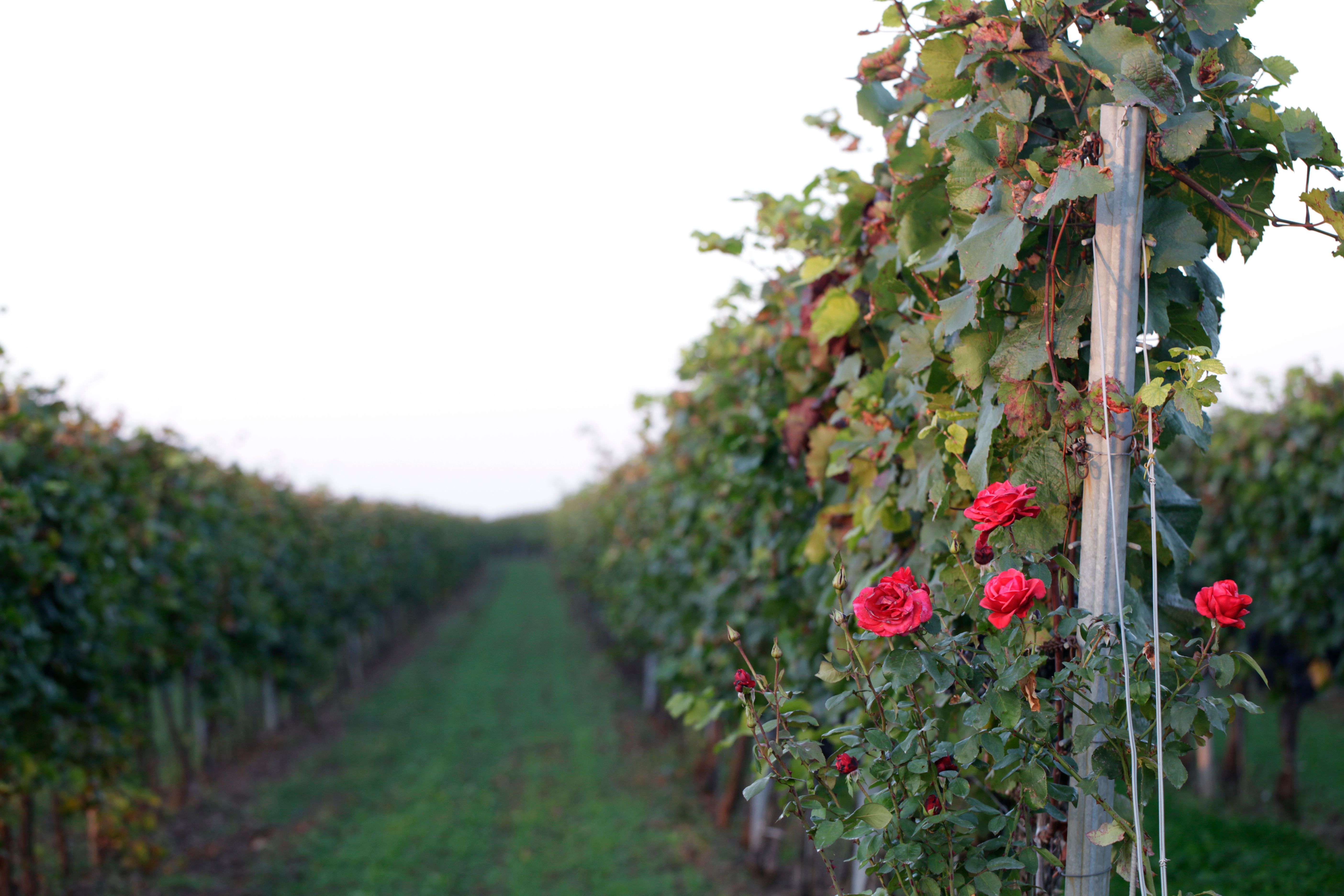 Vines with red roses in the foreground in a vineyard.