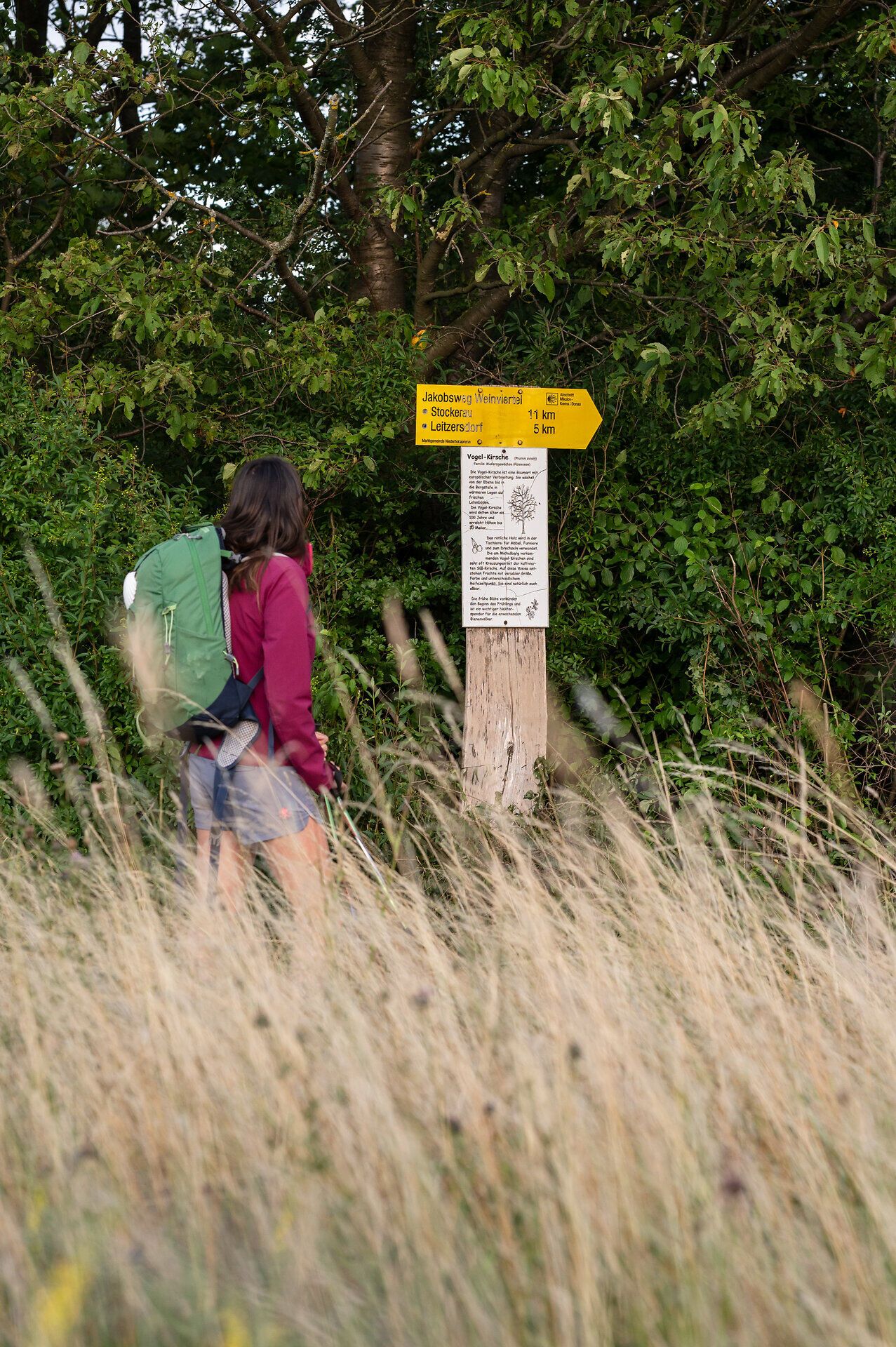 Eine Pilgerwanderin steht vor einem Wegweiser vom Jakobsweg Weinviertel und betrachtet diesen.