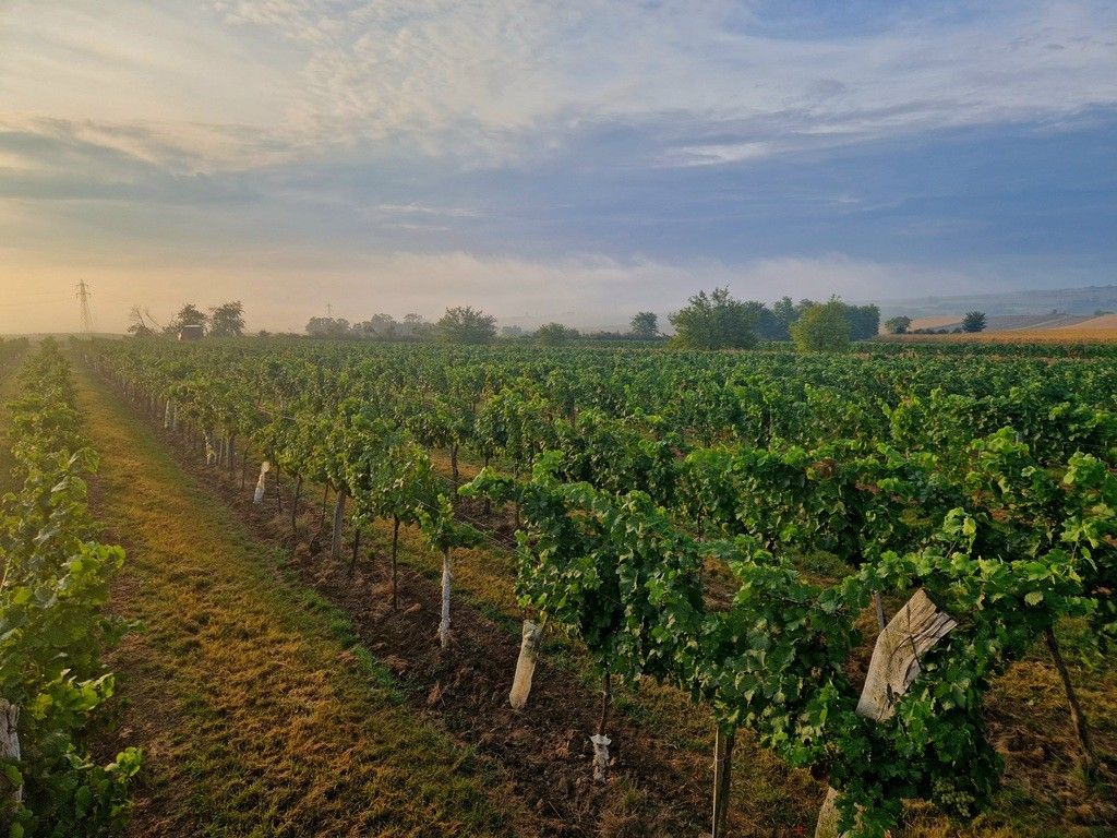 Sonnenuntergang in der Riede "Fliegentanz"