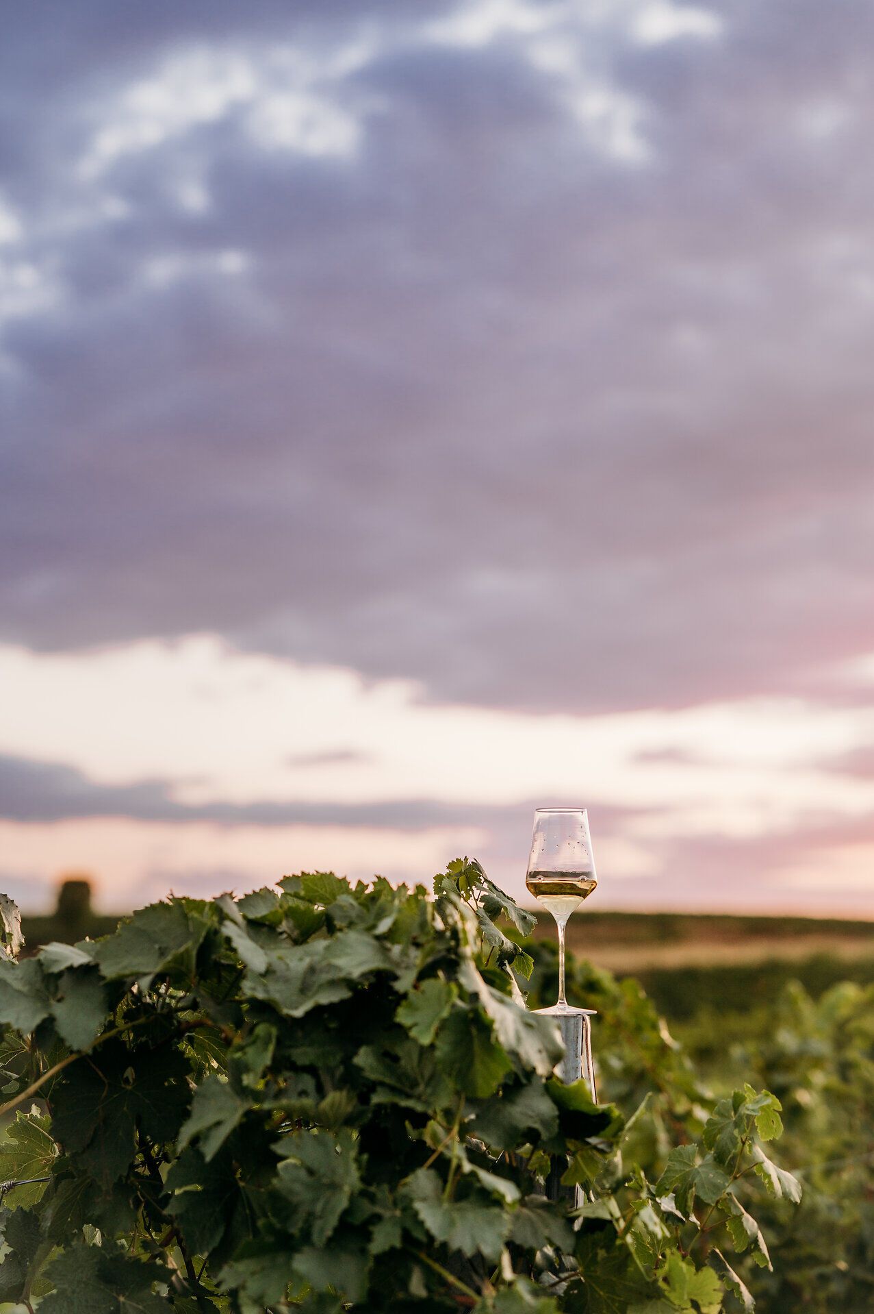 Ein Glas Weißwein ist auf einem Weingartensteher platziert. Der Himmel färbt sich in wunderschönen Farben des Sonnenuntergangs.