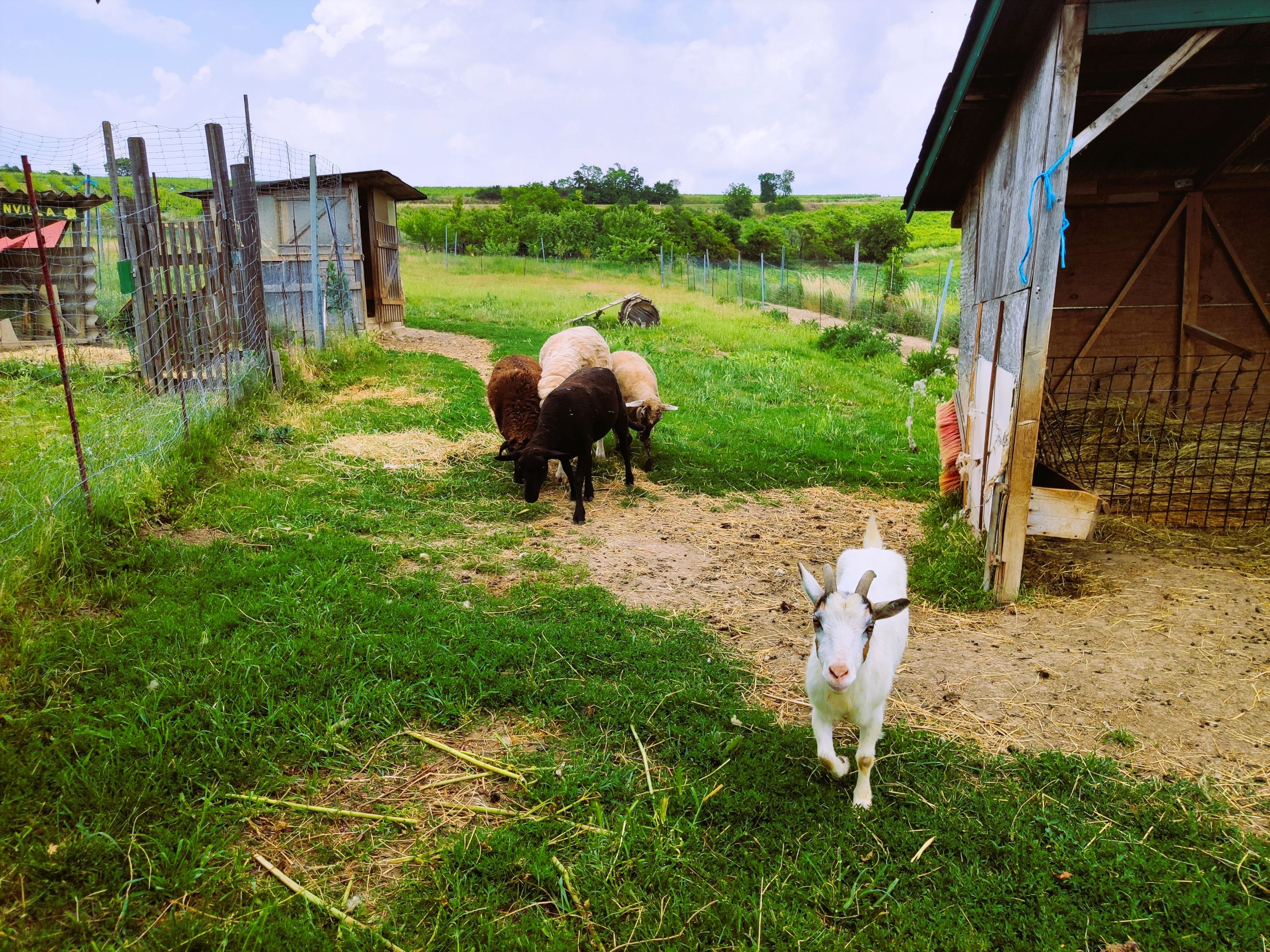 Ovce a koza na pastve vedľa salaša.
