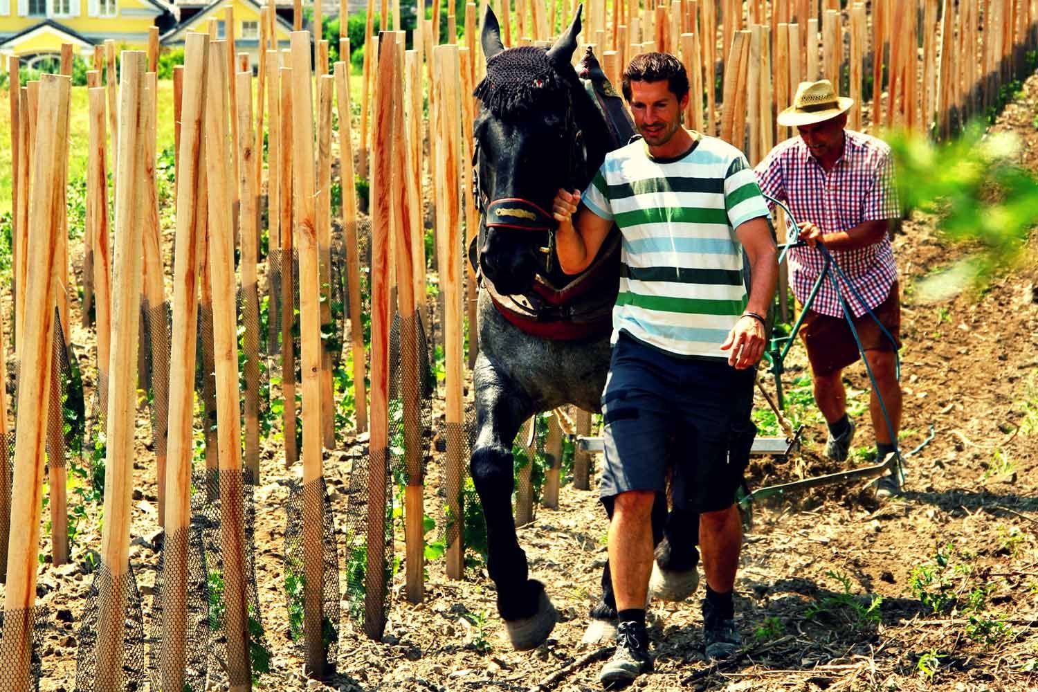 Zwei Männer arbeiten mit einem Pferd in einem Weinberg.