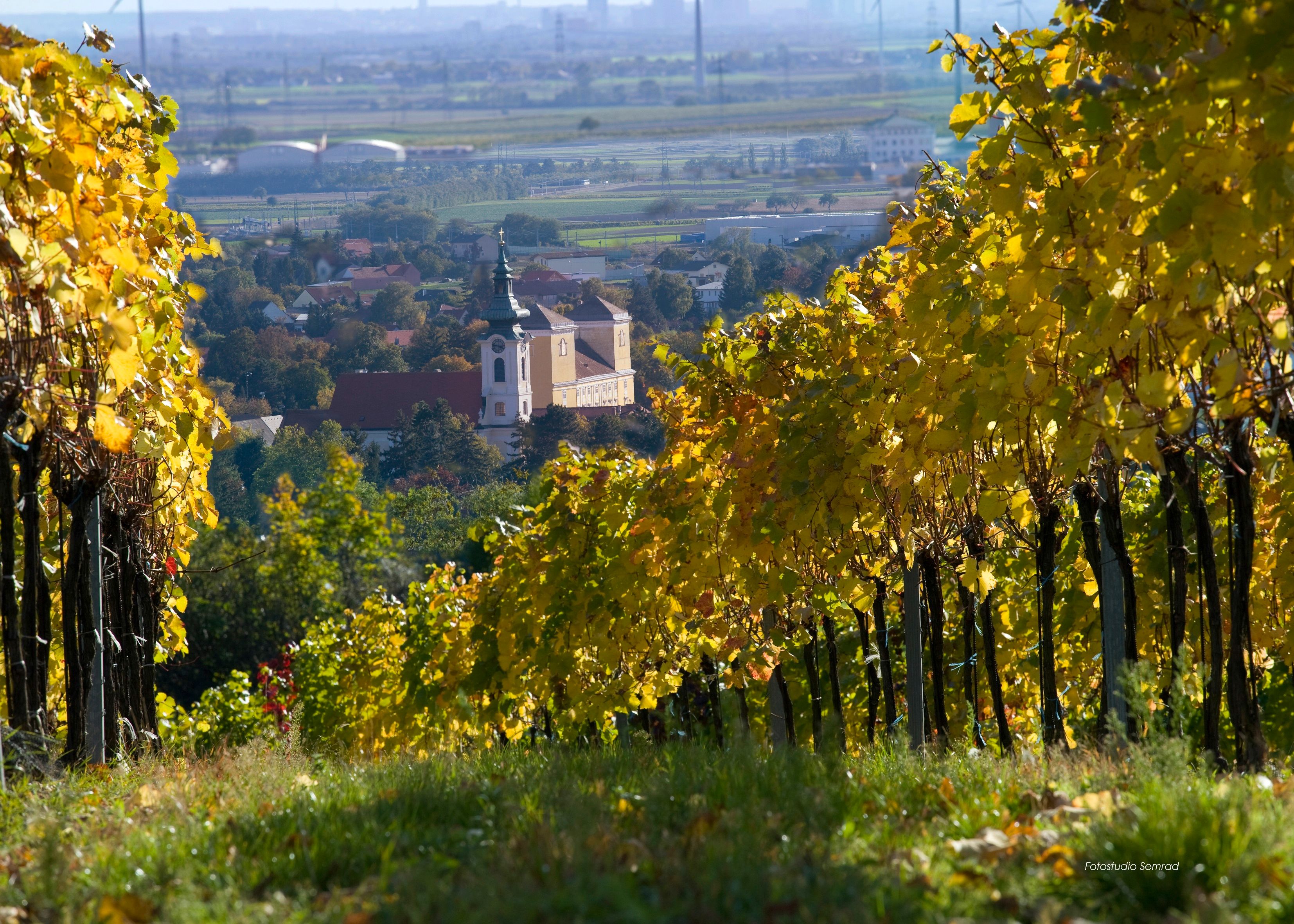 Blick durch einen Weingarten auf eine Kirche in Wolkersdorf, umgeben von herbstlichen Weinreben.