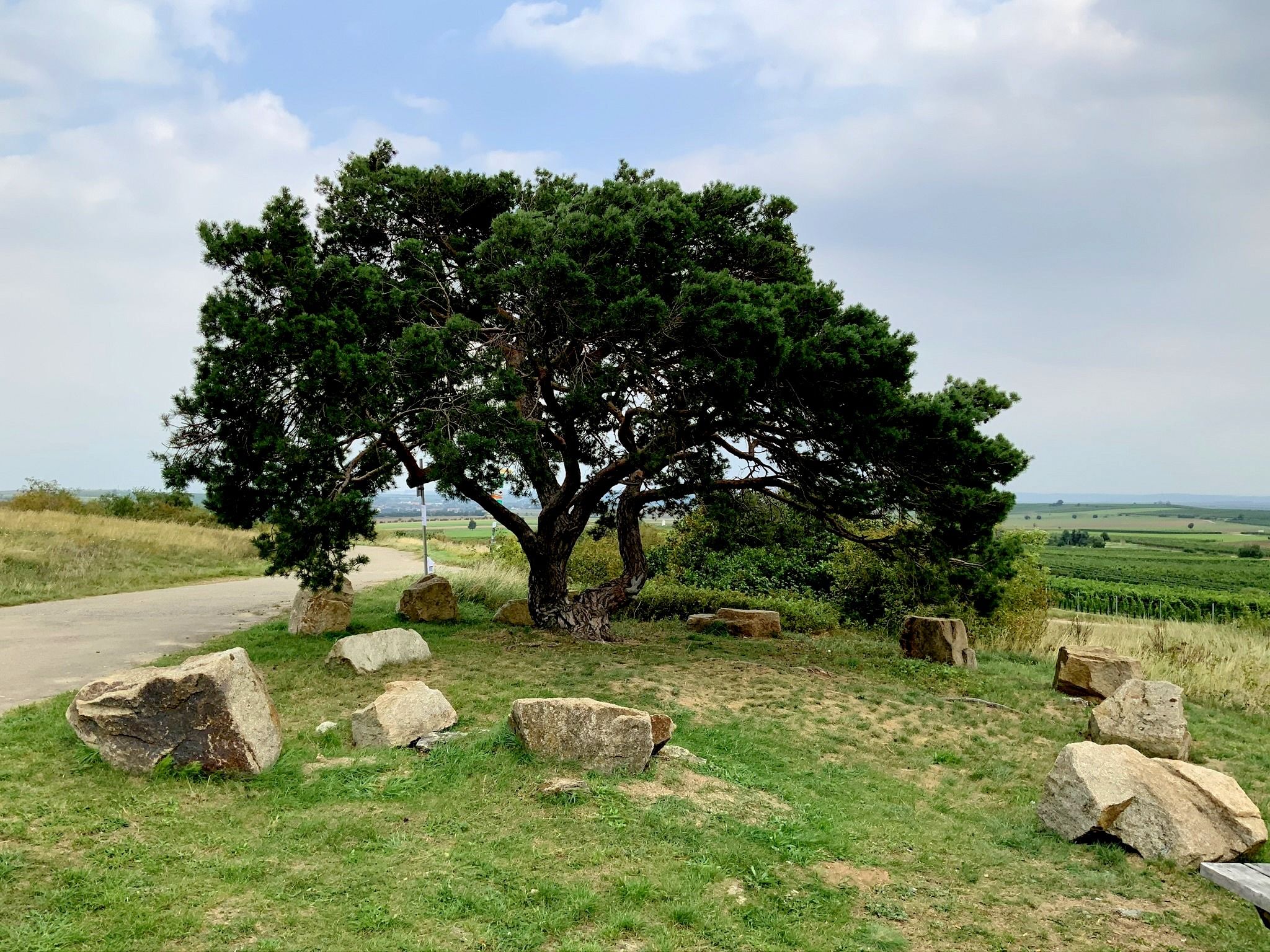 Ein großer Baum mit ausladenden Ästen steht auf einer Wiese, umgeben von mehreren großen Steinen. Im Hintergrund sind Felder und ein Weg zu sehen.