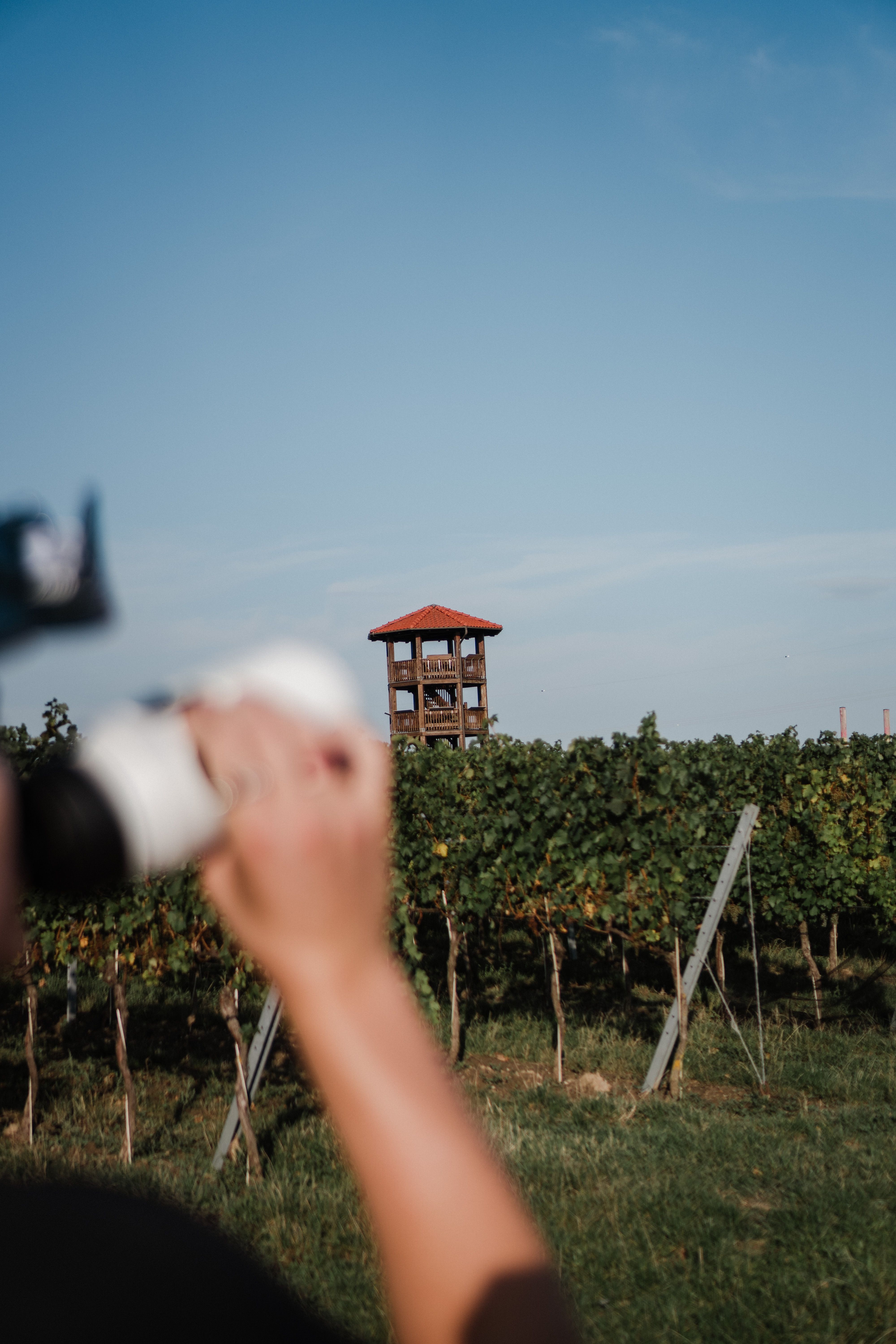 A wooden tower with a red roof stands behind a vineyard. Someone is holding a camera in the foreground.
