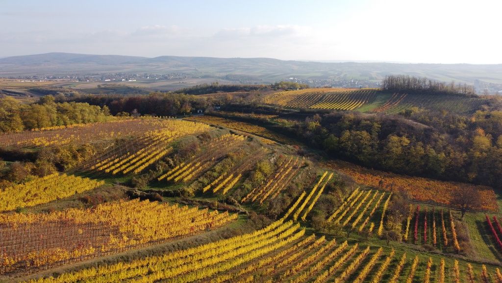 Podzimní krajina s barevnými vinicemi, v pozadí kopce.