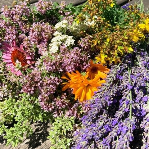 Heilkräuter (Ringelblume, Johanniskraut, Dost, Schafgarbe, Echinacea etc.)