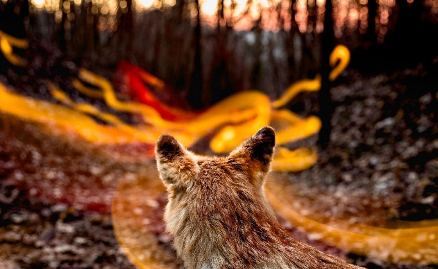 Feuerfuchs