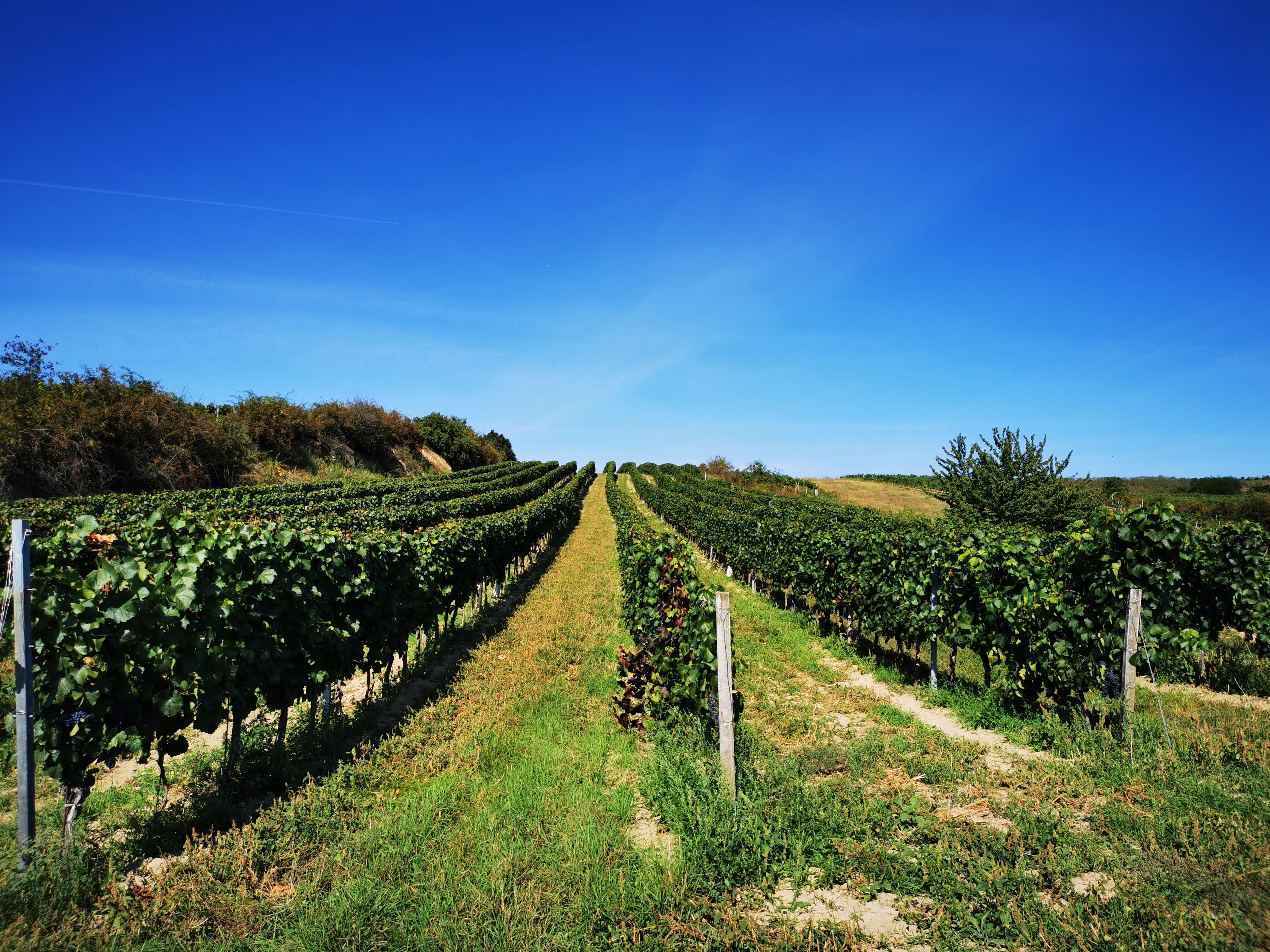 Weinreben auf einem Hügel unter klarem, blauem Himmel.