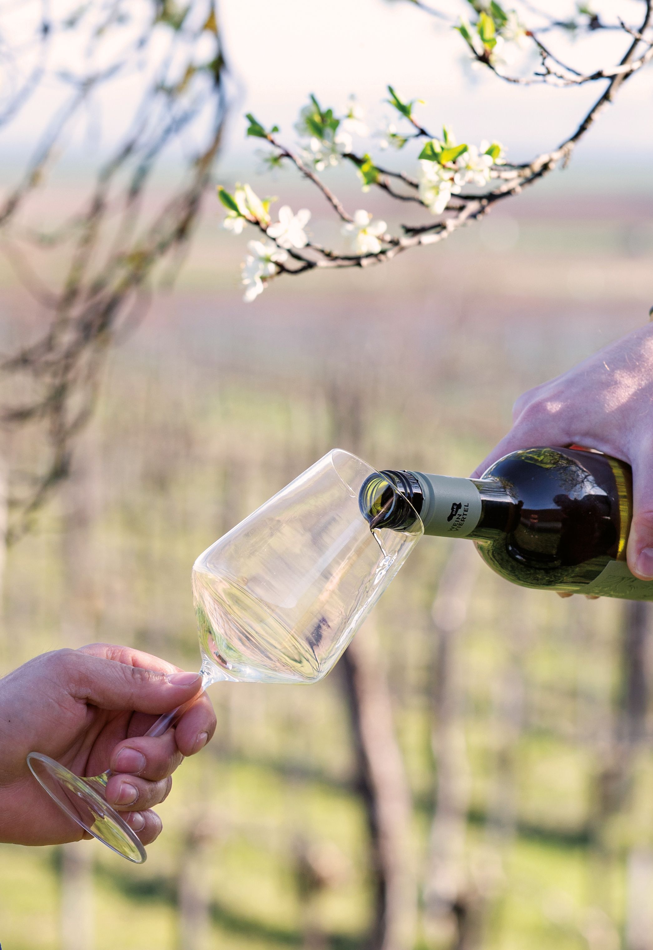 Frühling im Weinviertel, im Weingarten wird ein Glas Wein eingeschenkt.