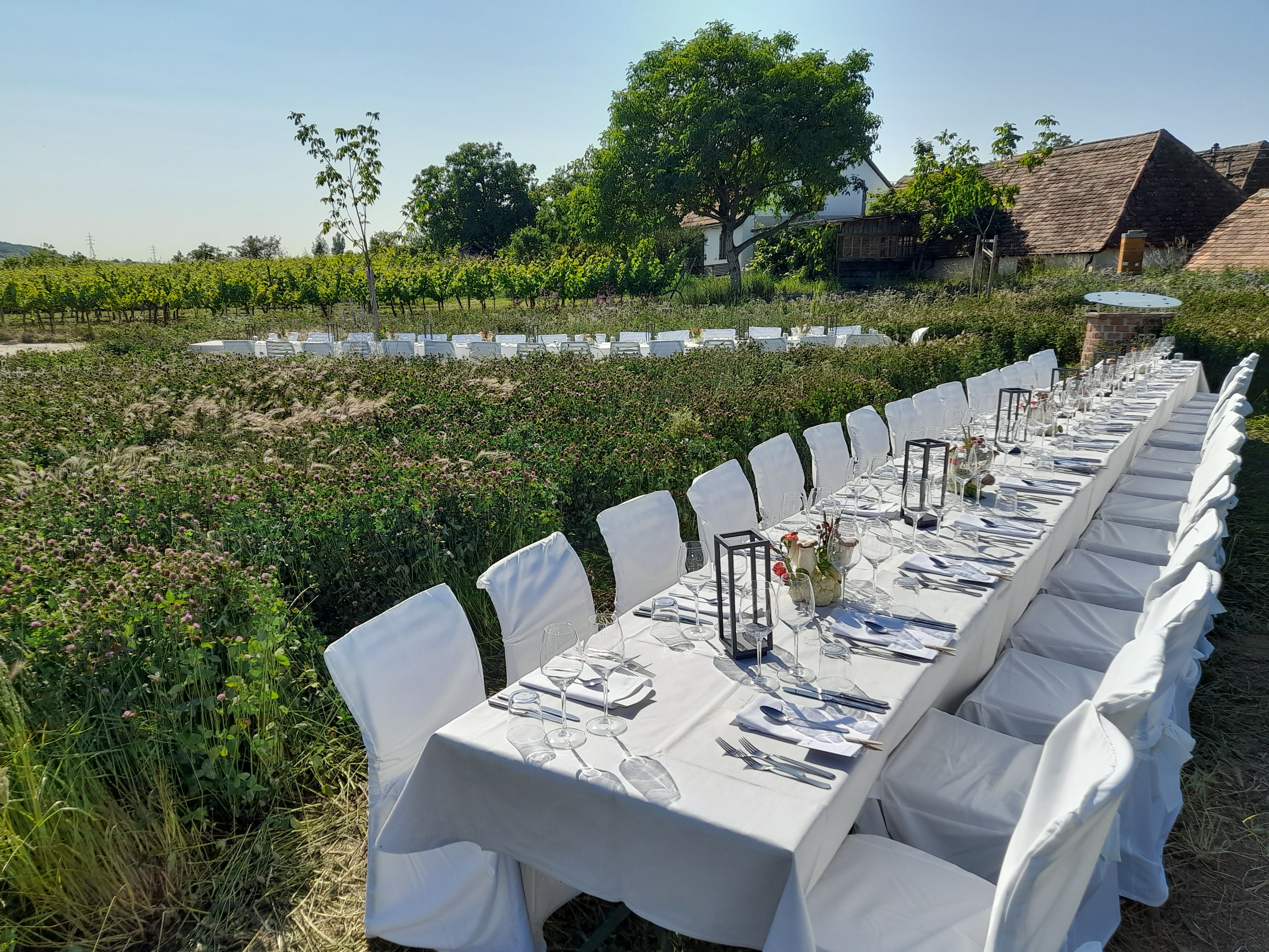 Langer, gedeckter Tisch im Freien neben einem Weinberg.