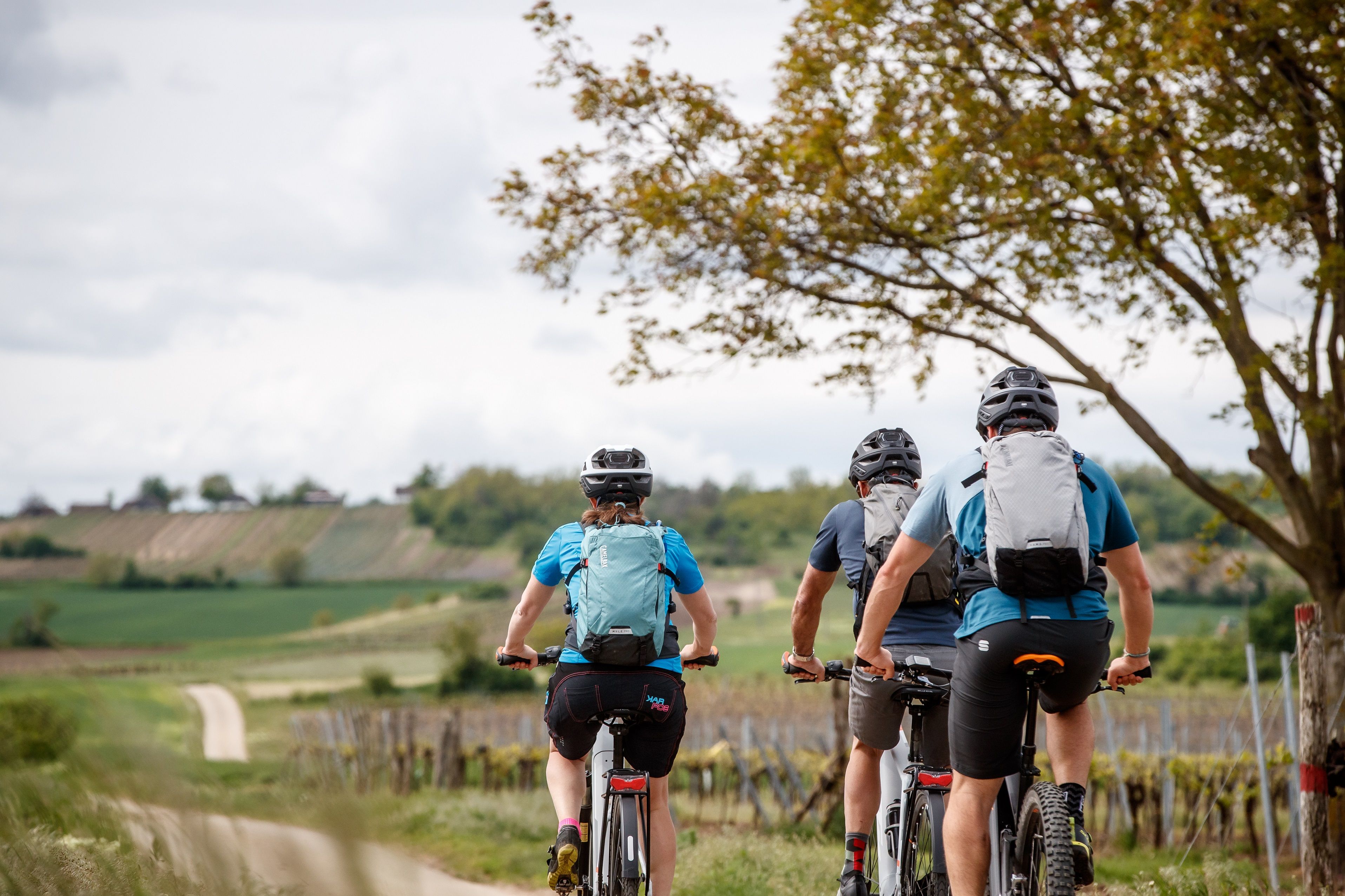 Drei Radfahrer auf einem ländlichen Weg, umgeben von Weinbergen und Bäumen.
