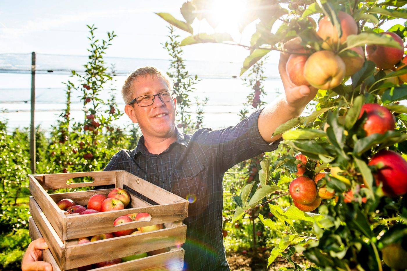 Ein Mann erntet Äpfel in einem Obstgarten bei Sonnenschein.