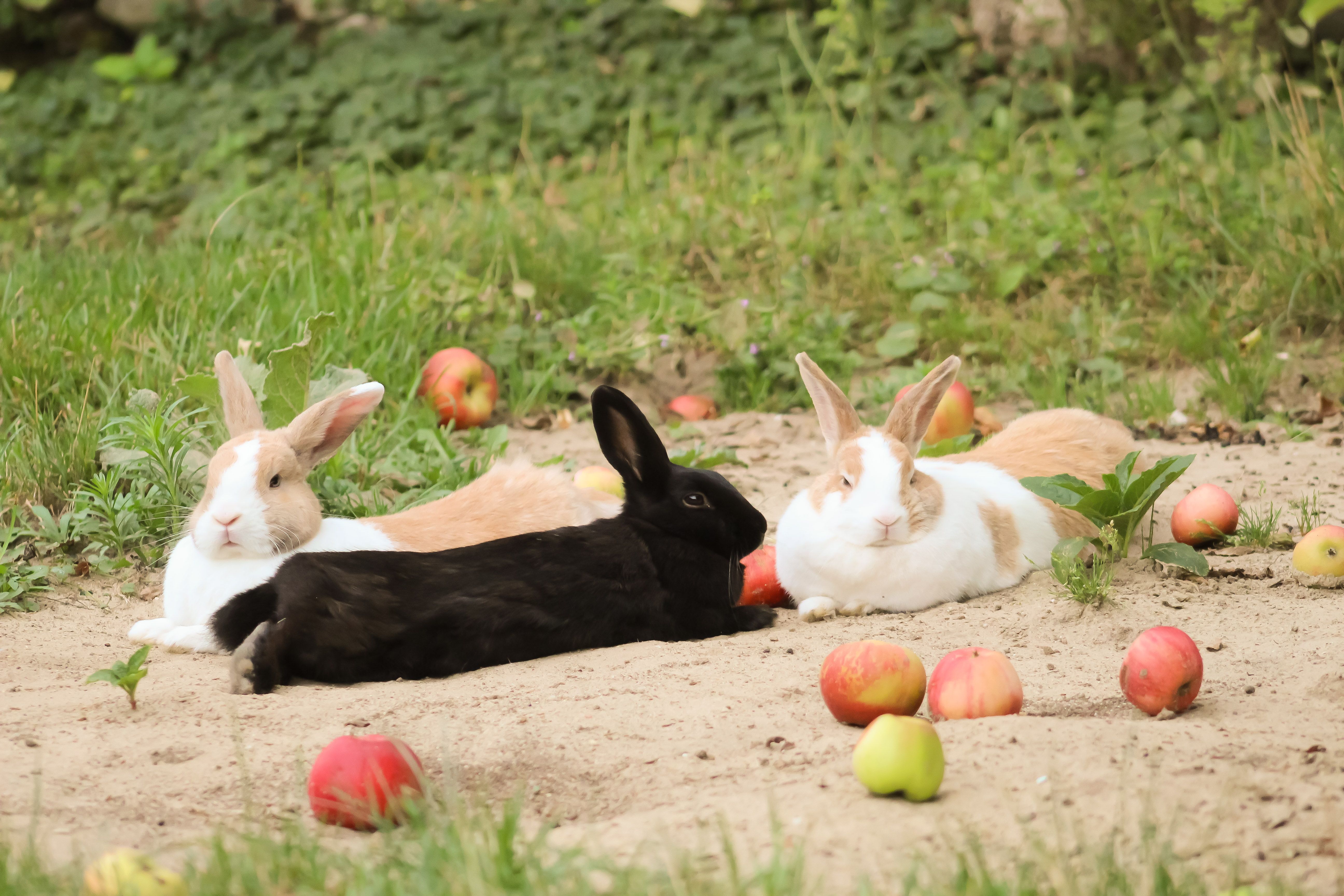 Three rabbits lie relaxed in a meadow, surrounded by scattered apples.