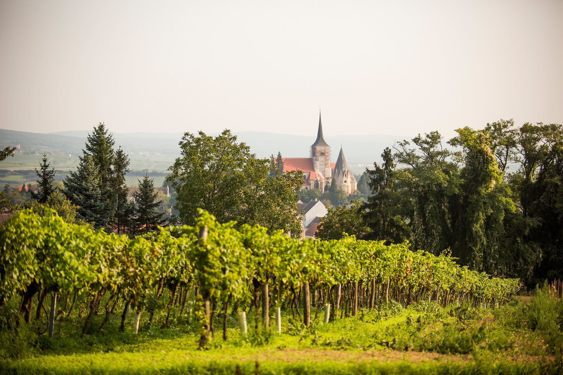 Die sanften Hügel und üppigen Weinreben laden zu einem entspannenden Spaziergang ein. Im Hintergrund erhebt sich majestätisch eine Kirche, die den Charme der Region unterstreicht. Hier erleben Besucher die perfekte Harmonie von Natur und Kultur.