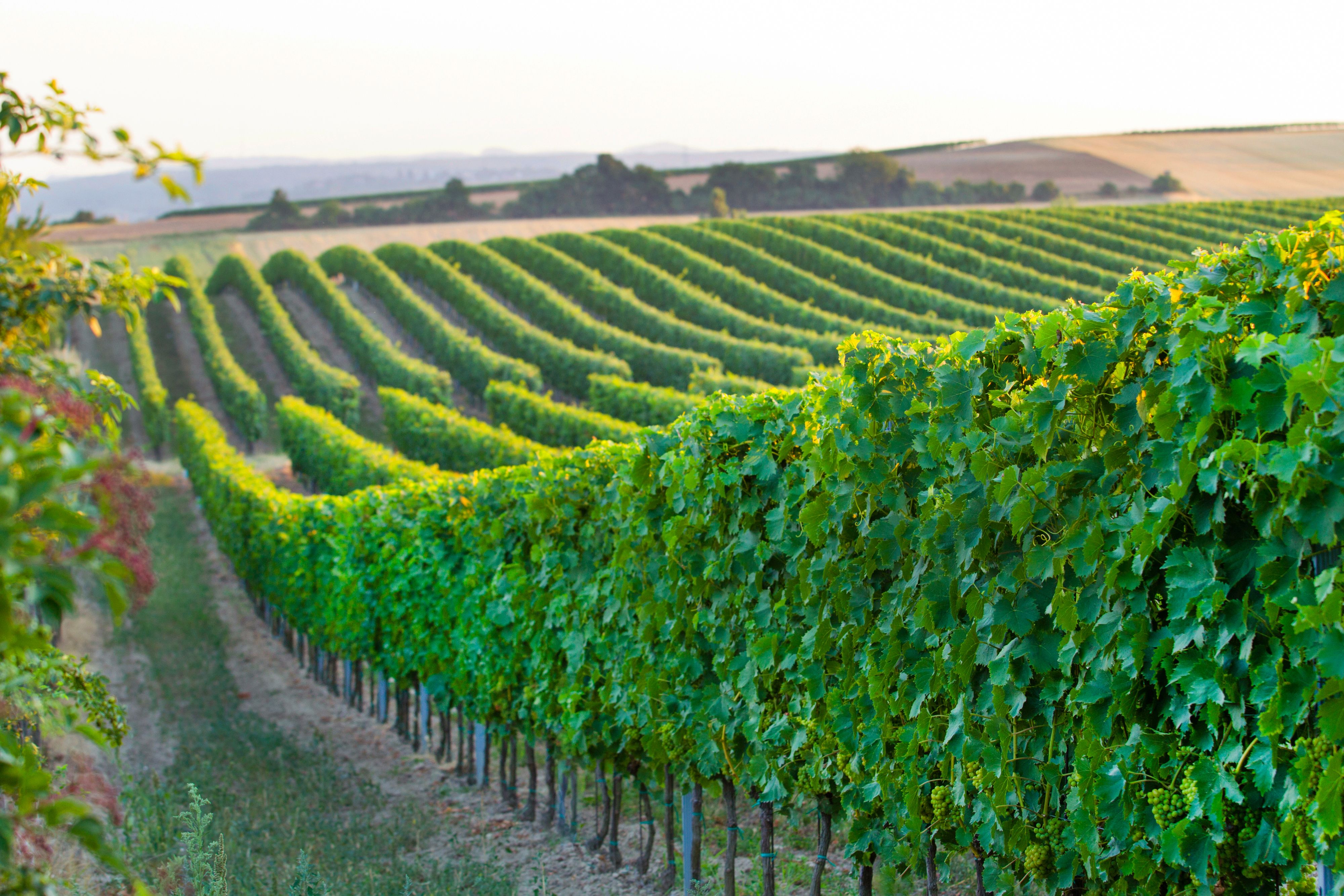 Vineyards with green vines in a hilly landscape at sunset.