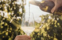 Inmitten der sanften Hügel des Weinviertels fließt der spritzige Wein in ein elegantes Glas, während die Sonne warm auf die Weingärten scheint. Diese harmonische Szenerie lädt dazu ein, die köstlichen Aromen der Region zu entdecken und die Schönheit der Natur zu genießen.
