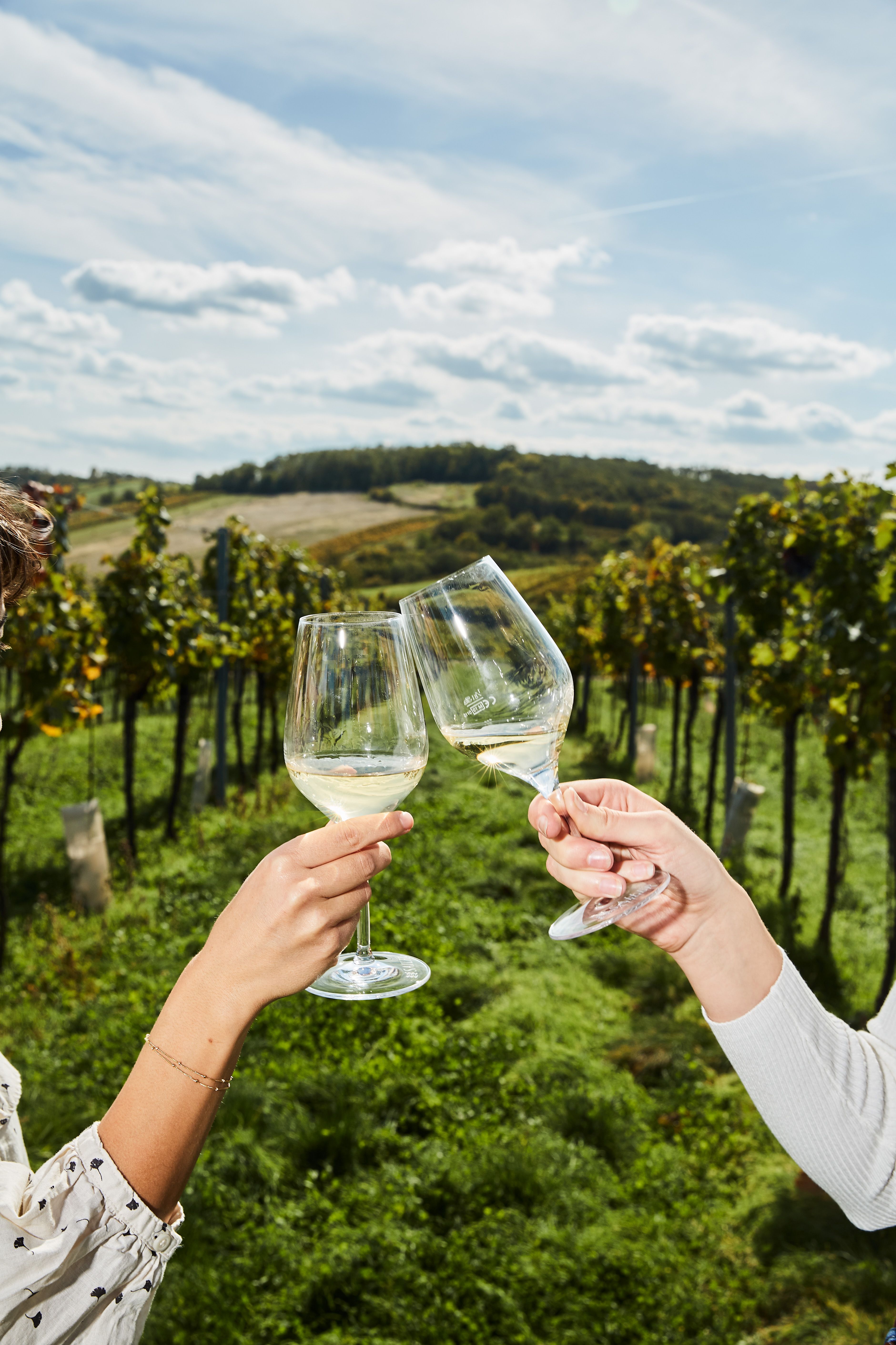 Two people clink glasses in a vineyard.