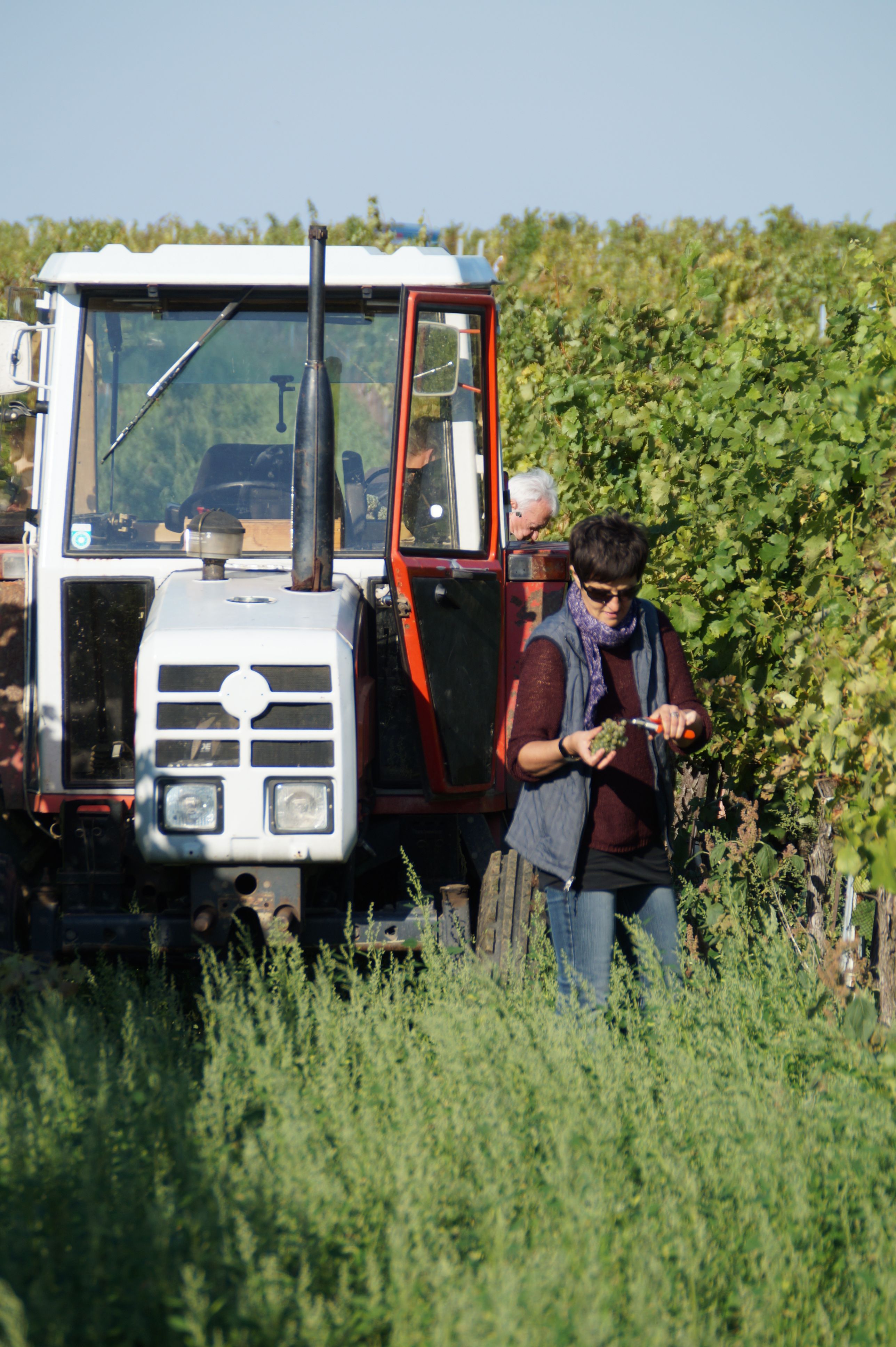 Ein Traktor mit einer Hobbywinzerin bei der Lese im Weingarten