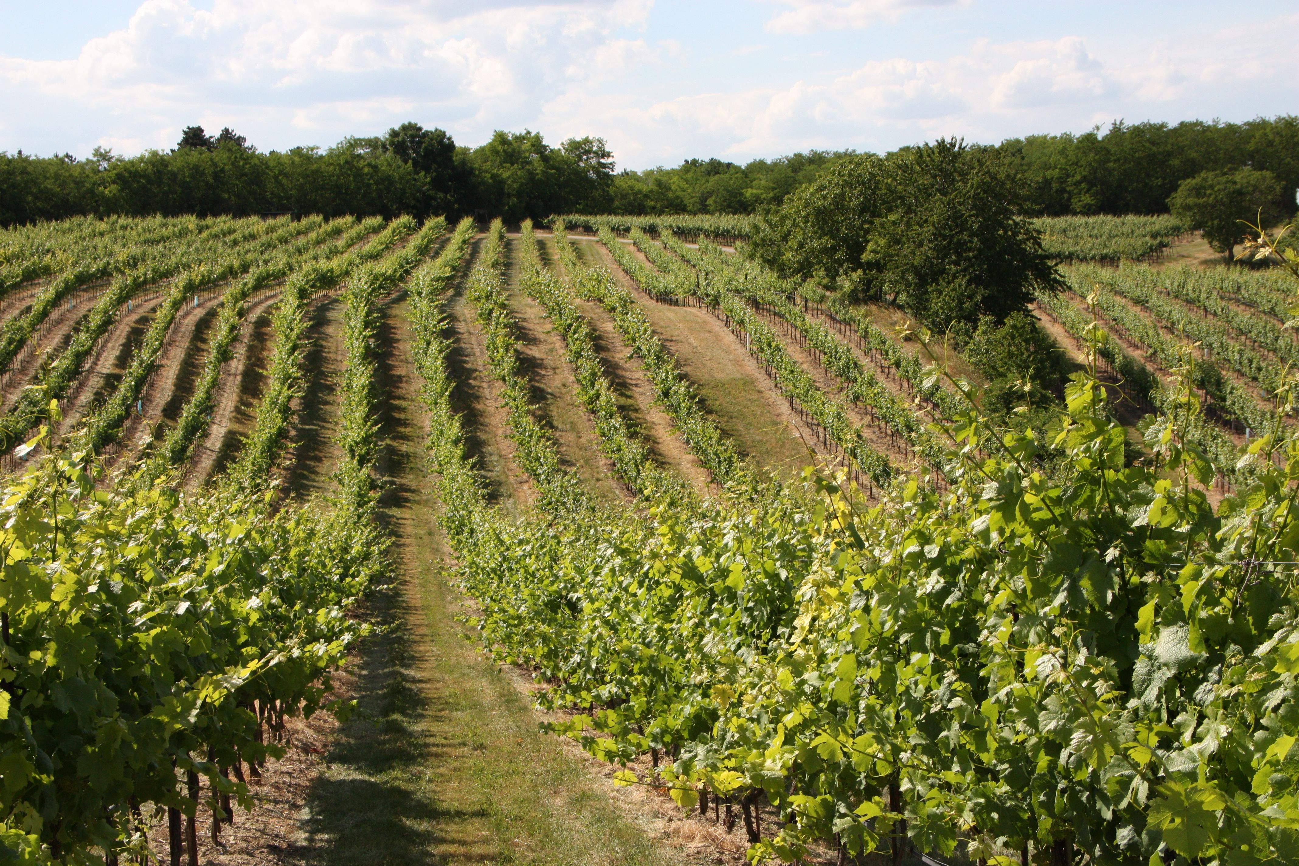 Weinberg mit grünen Rebenreihen und Bäumen im Hintergrund.