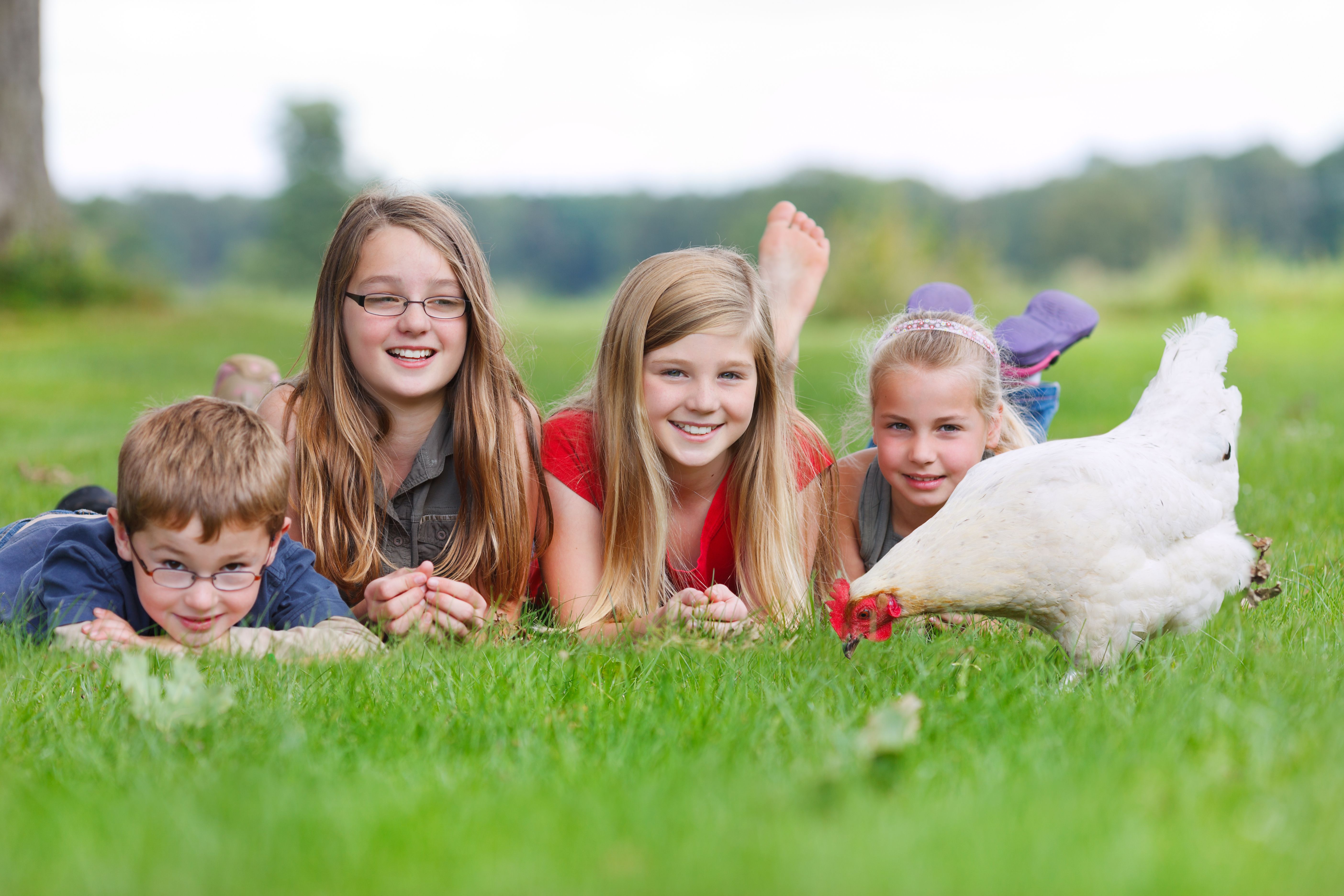 Vier Kinder liegen auf einer Wiese neben einem weißen Huhn.