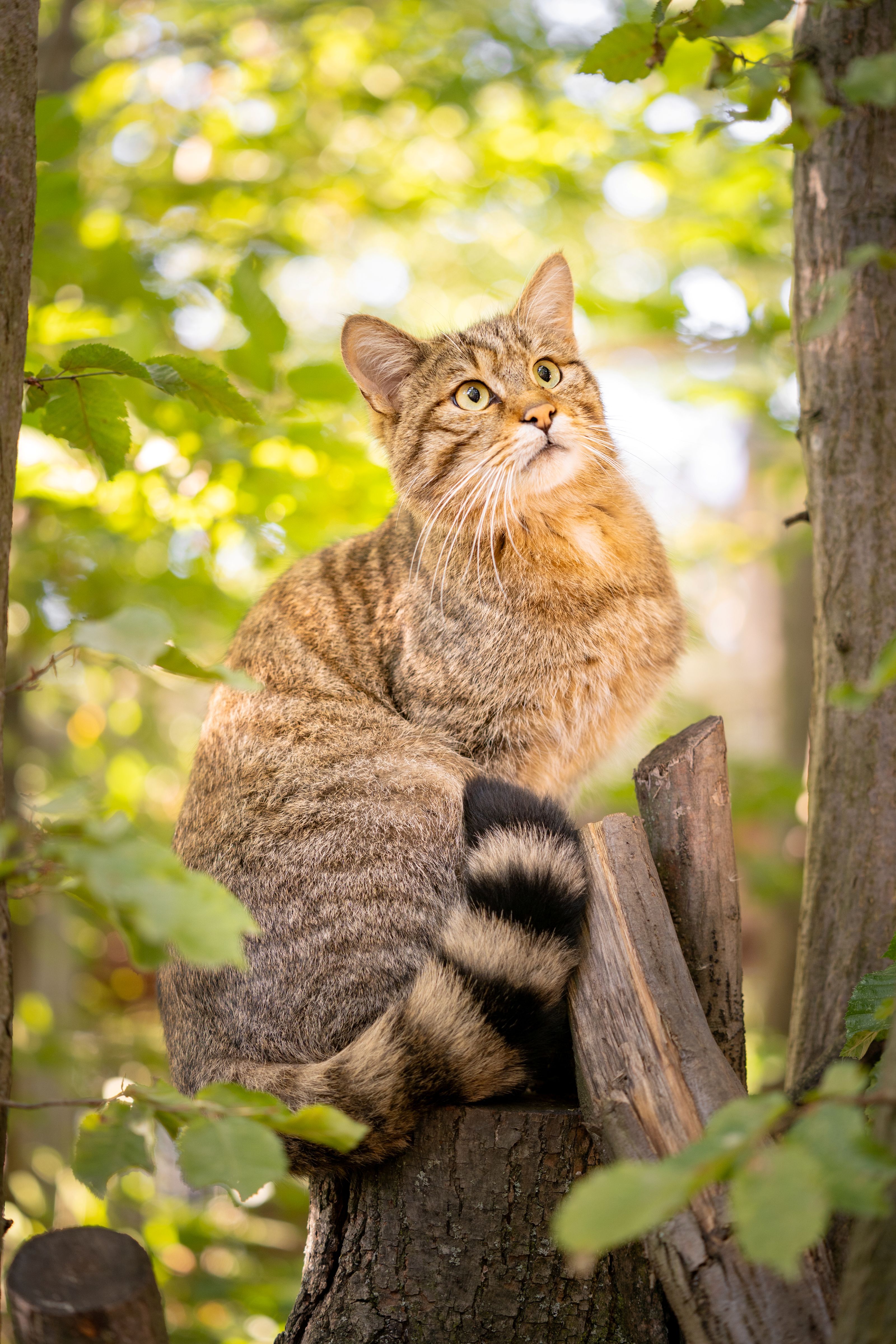 Wildkatze sitzt auf einem Baumstumpf im Wald und blickt aufmerksam nach oben.
