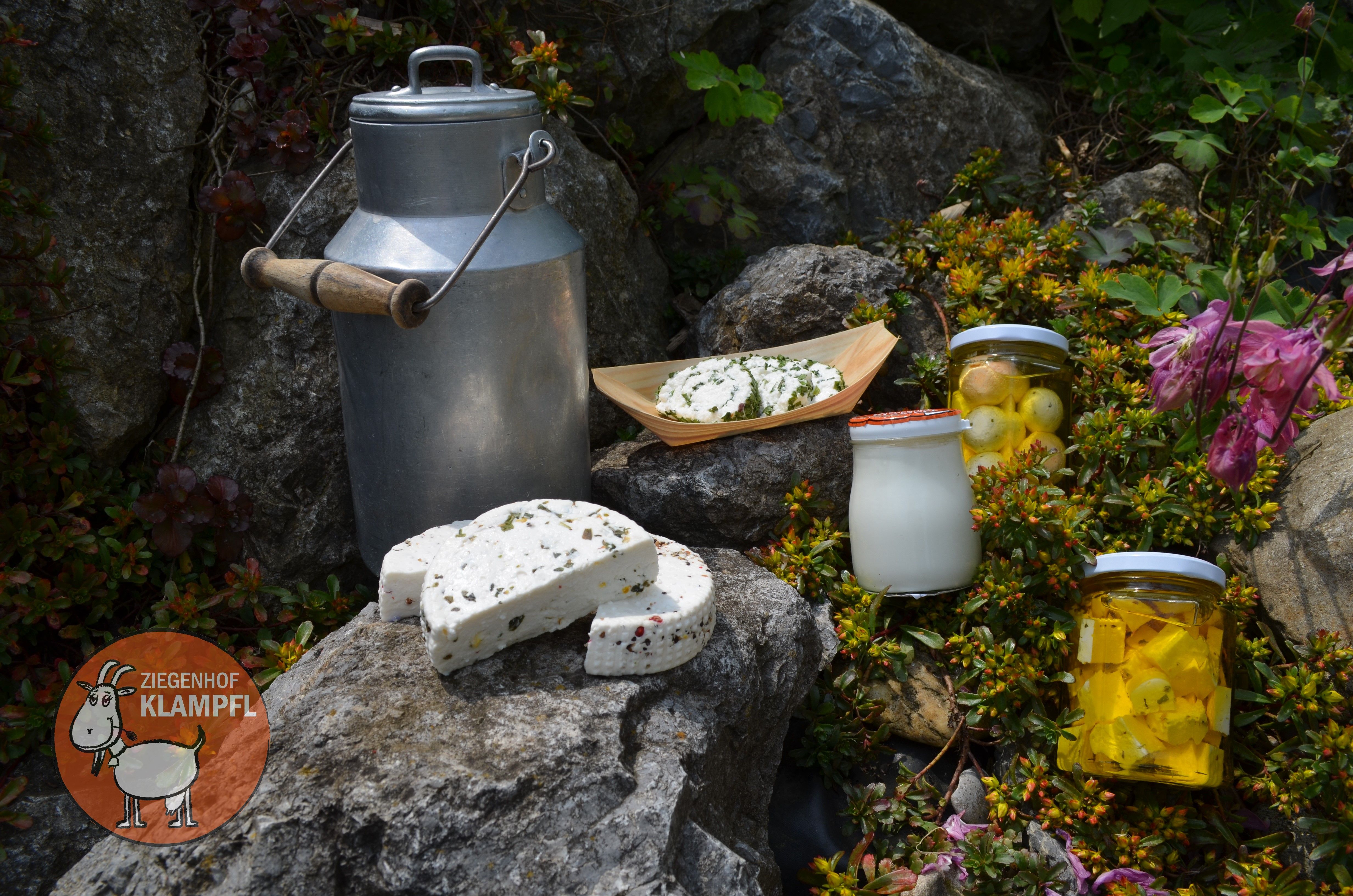 Verschiedene Ziegenkäseprodukte und eine Milchkanne auf Felsen arrangiert.