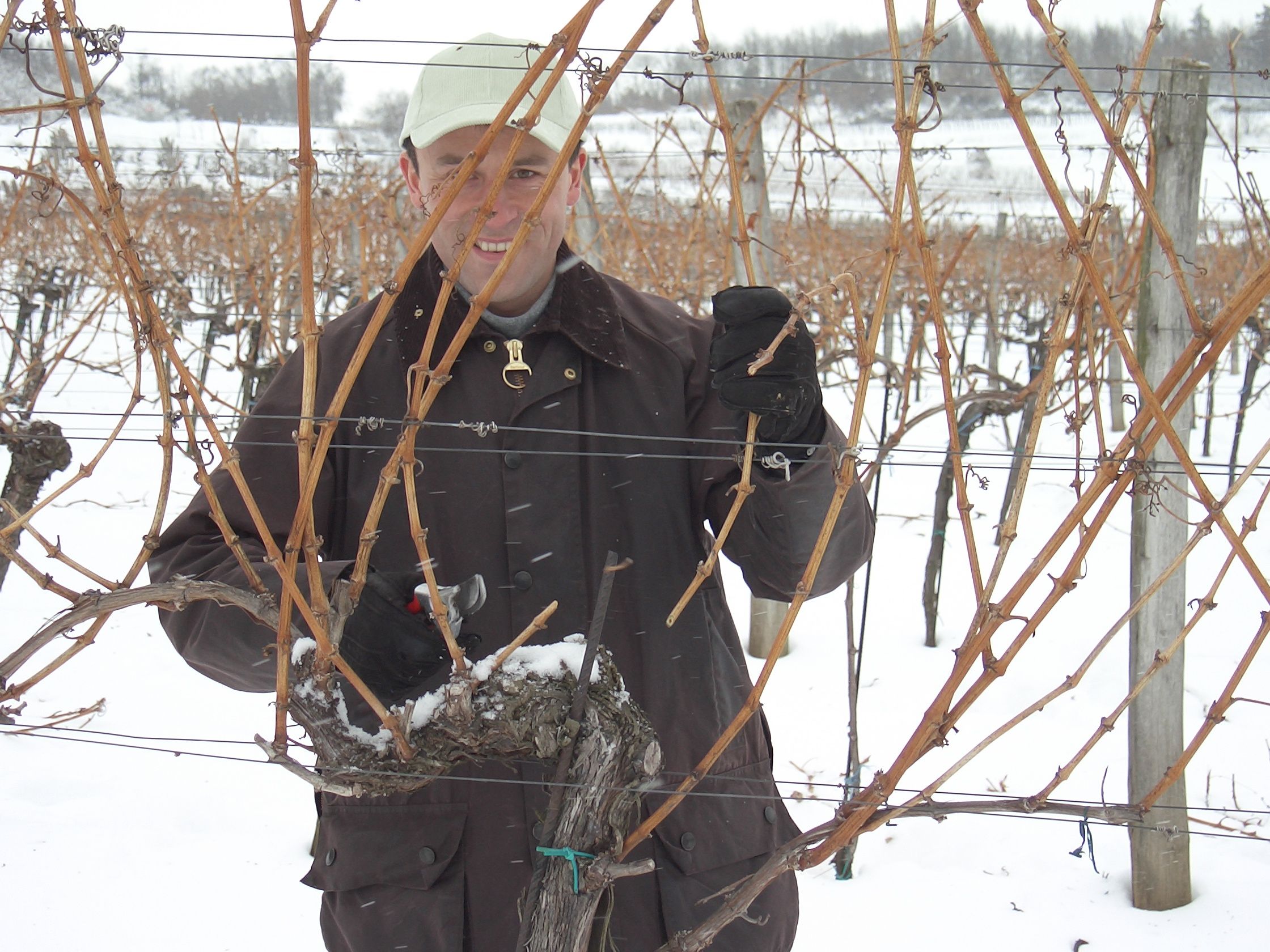 Person pruning vines in a snow-covered vineyard.