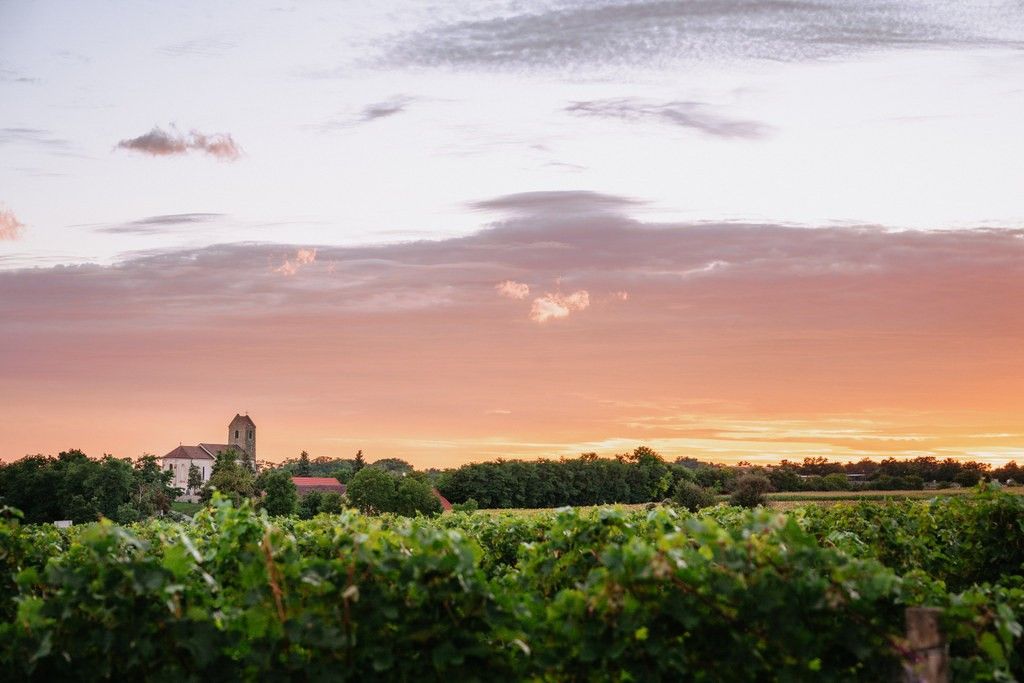 Sunset Tasting - Weingut Sutter
