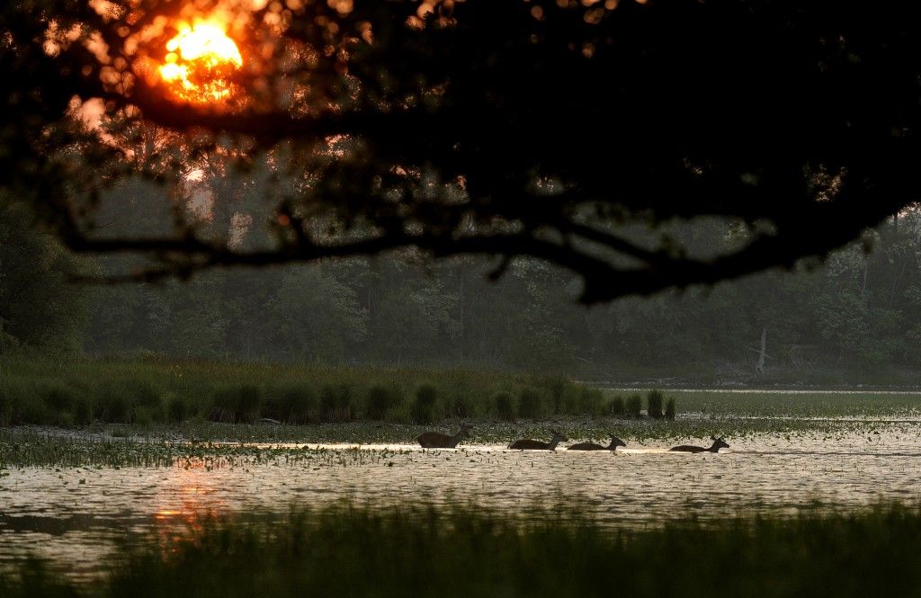 Nachtaktiv im Auwald