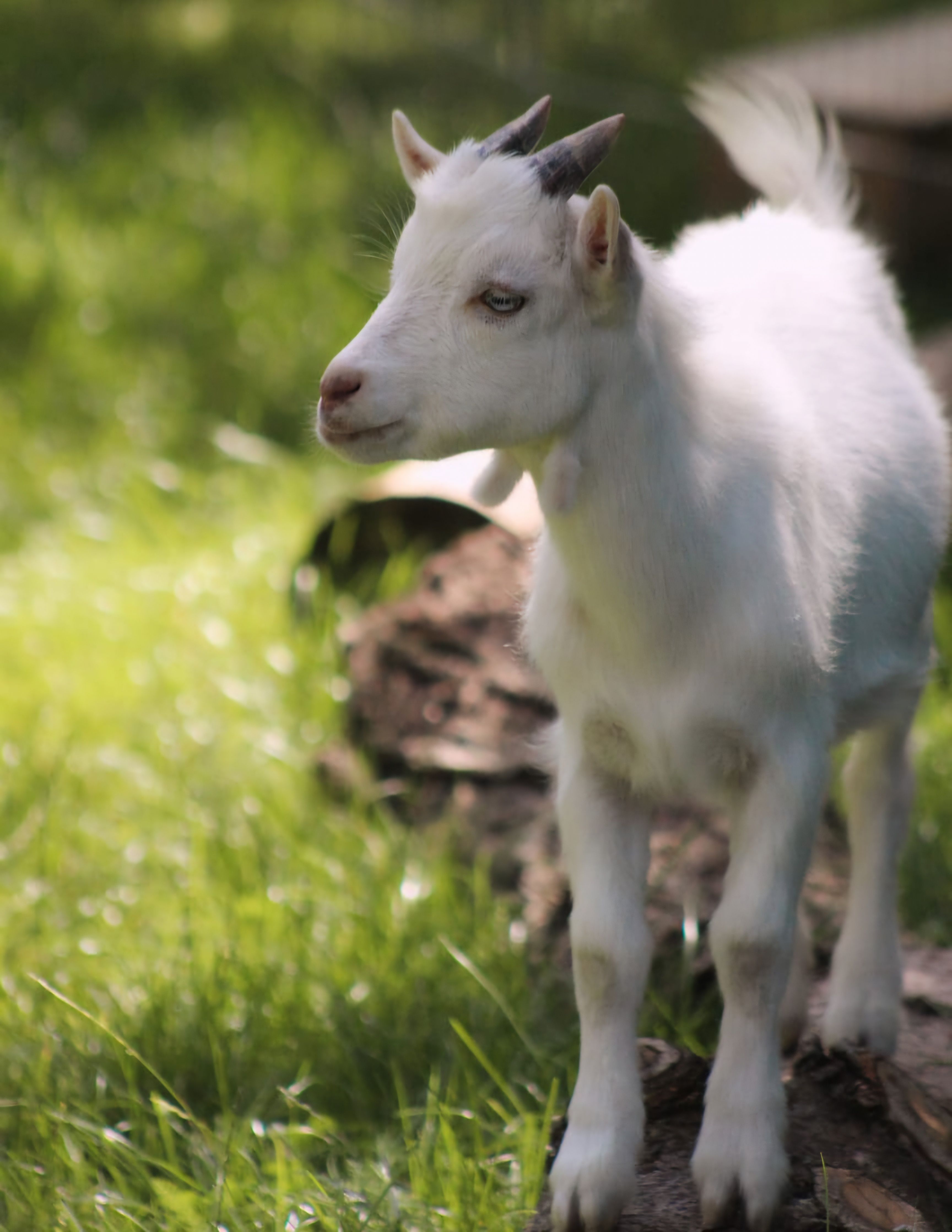 A young white kid stands on a tree trunk in the greenery.