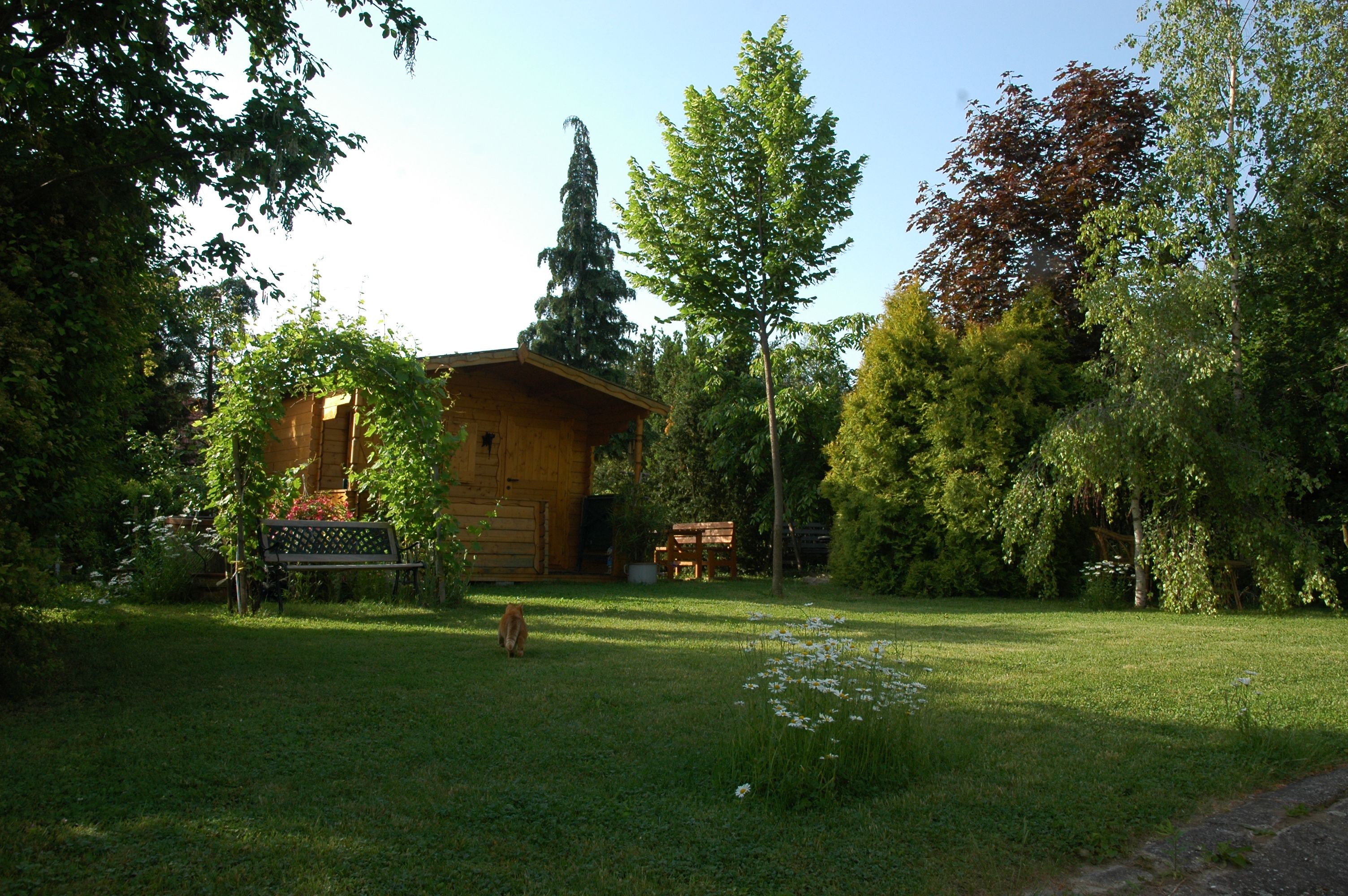 Ein ruhiger Garten mit einer Holzhütte, Bäumen und einer Bank. Eine Katze läuft über den Rasen.