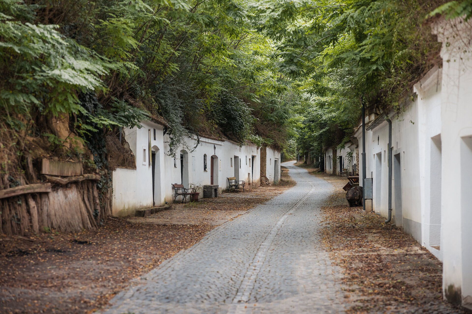 Eine Hohlwegkellergasse mit Kopfsteinpflaster ist mit Robinien überwachsen, weiß gekalkte Keller liegen links und rechts im Löss.