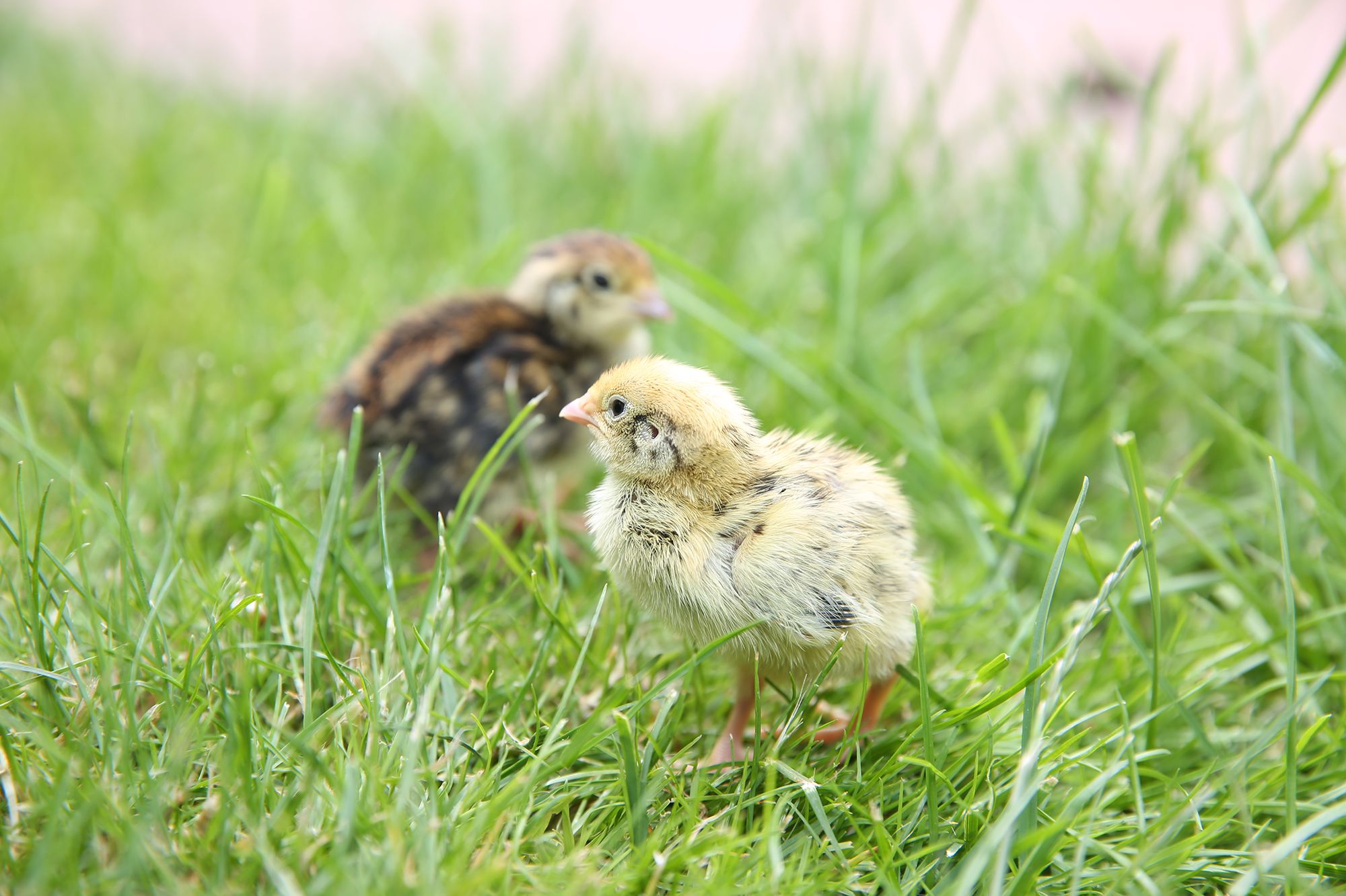 Zwei Wachtelküken im Gras.
