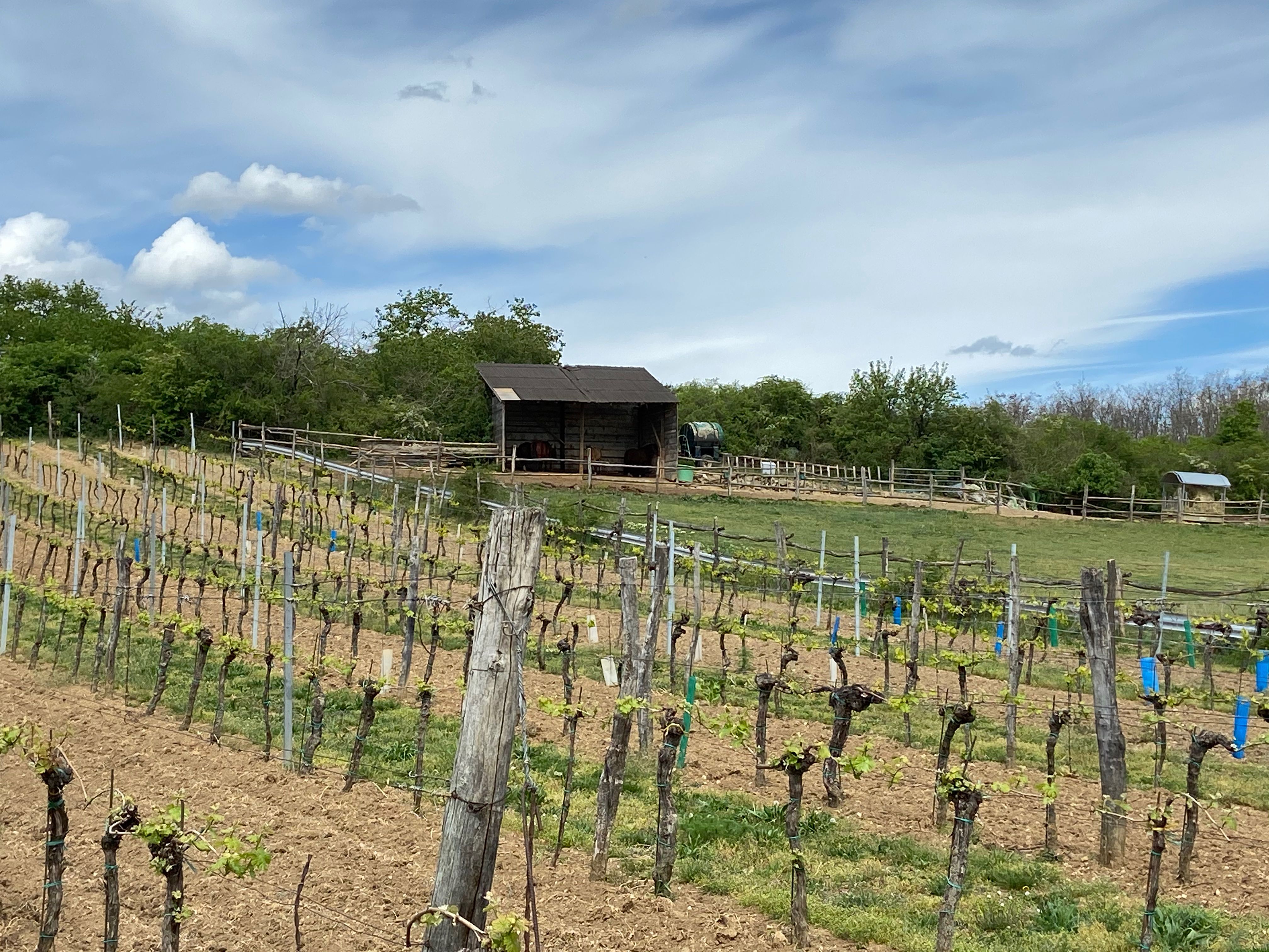 Weinberg mit Hütte und bewölktem Himmel im Hintergrund.