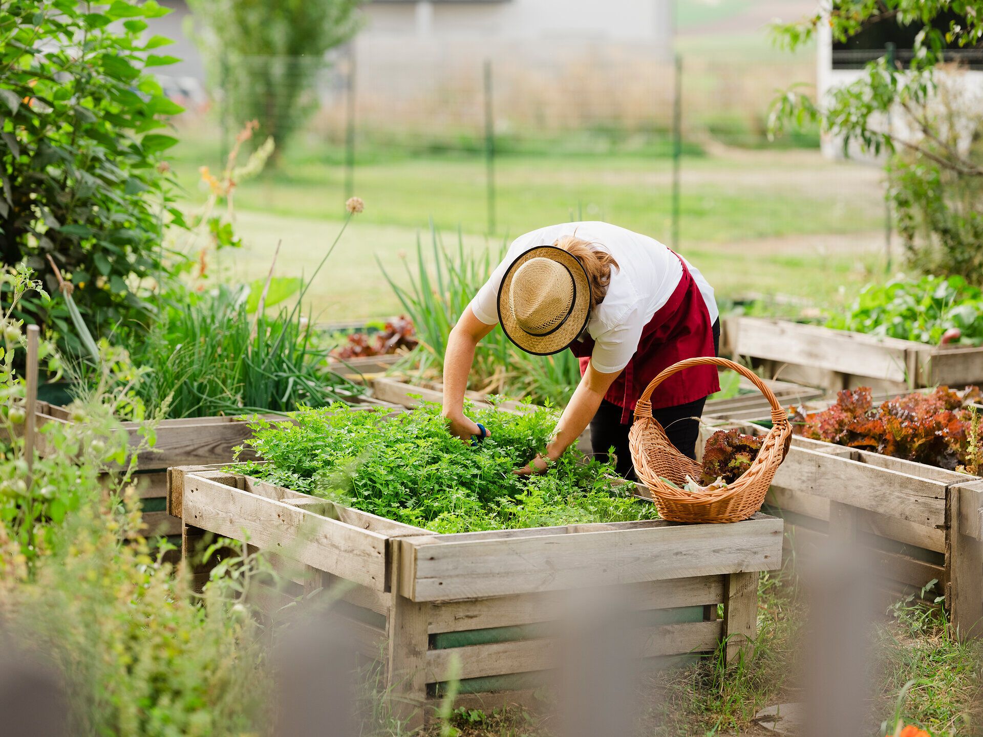 In einem liebevoll angelegten Kräutergarten wird mit Hingabe frisches Gemüse und aromatische Kräuter geerntet. Die sanfte Brise und das Zwitschern der Vögel schaffen eine entspannte Atmosphäre, die zum Verweilen einlädt.