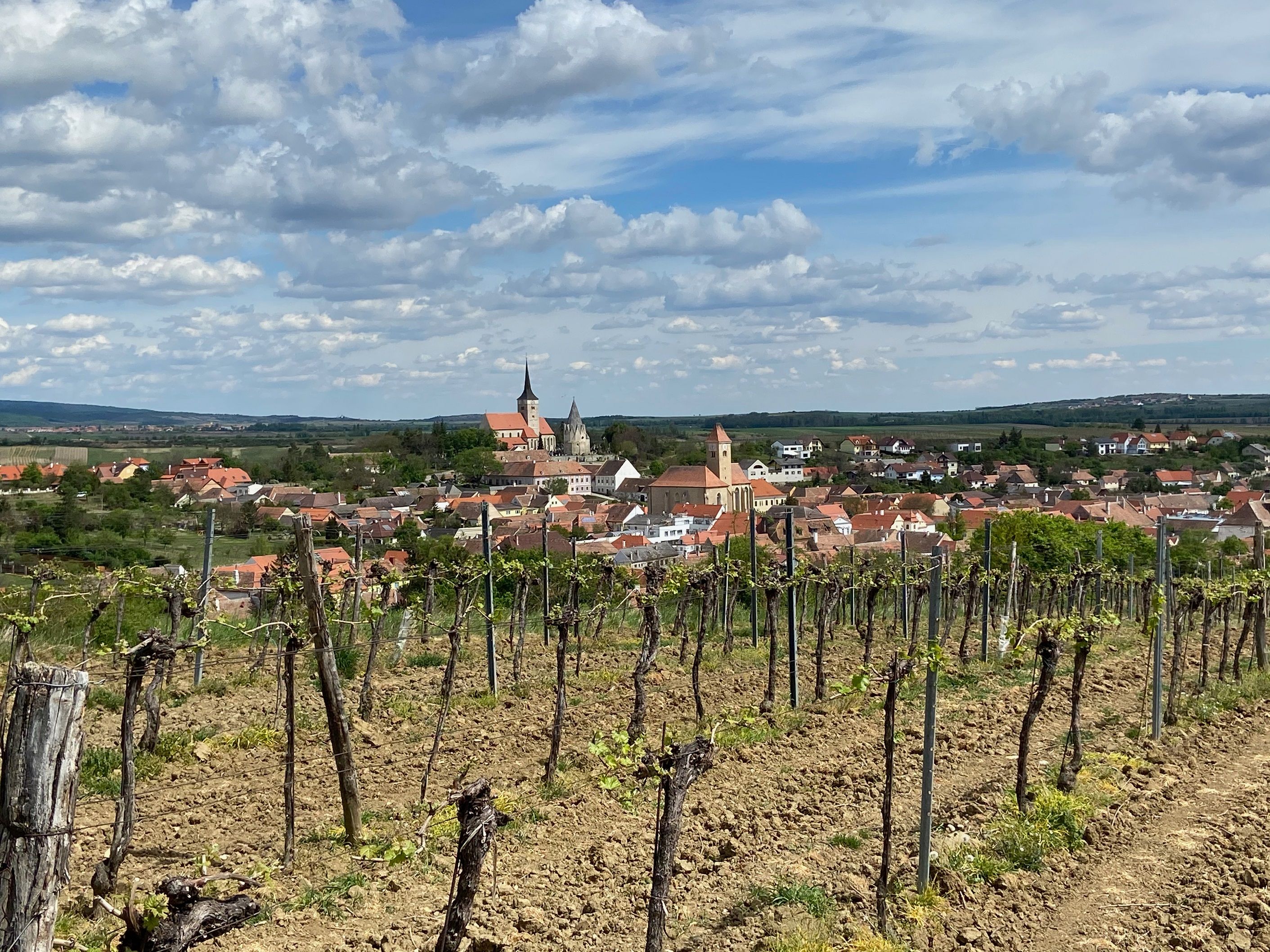 Blick auf Pulkau mit Weinbergen im Vordergrund und Kirche im Hintergrund.