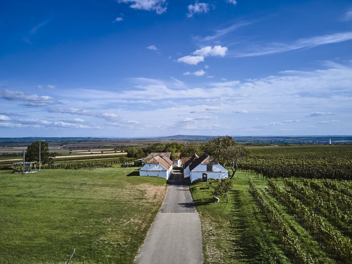 Landschaft mit Weinbergen und einem kleinen weißen Gebäude unter blauem Himmel.