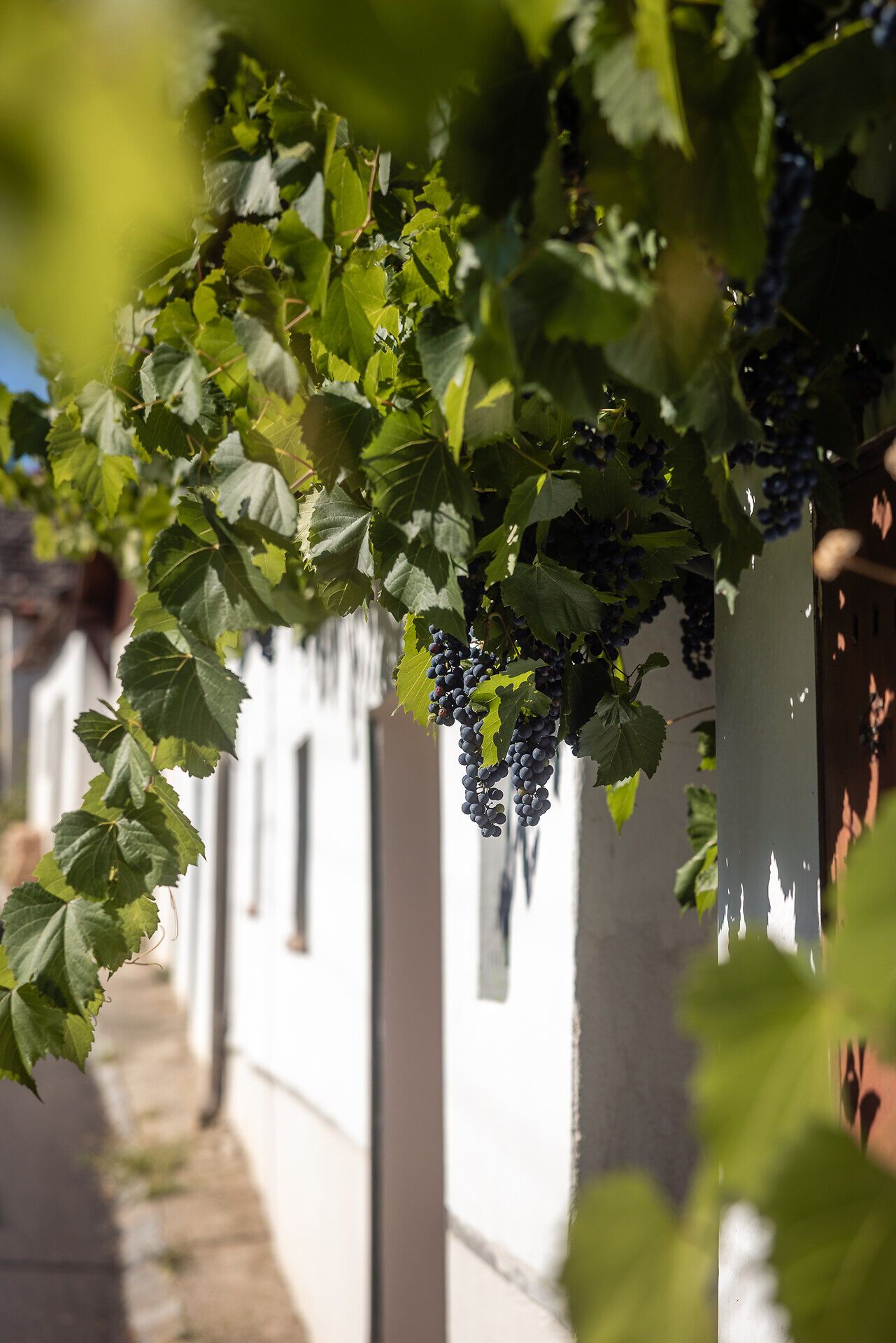 An der Mauer eines Presshauses hängt eine blaue Traube im Weinlaub.