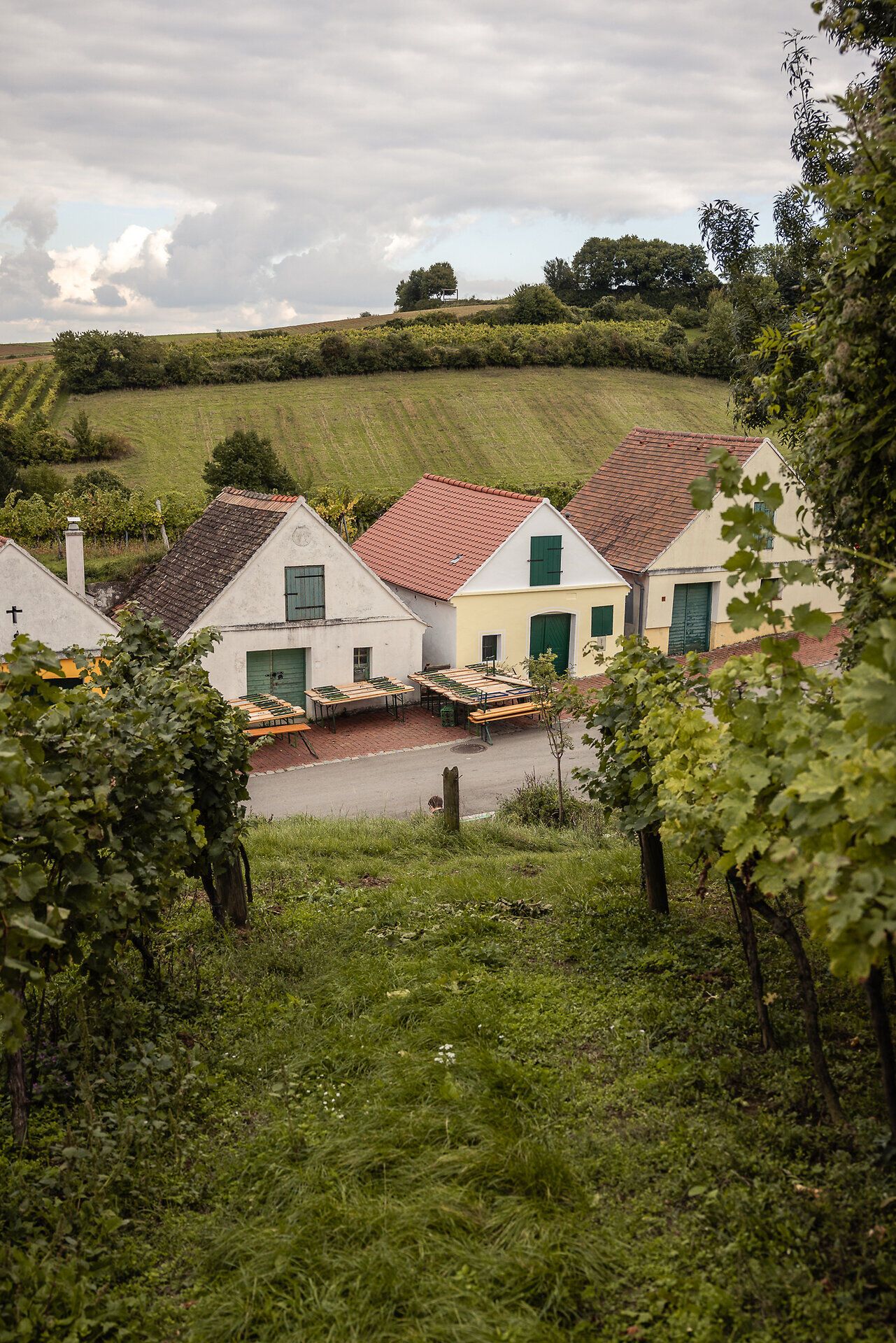 Durch eine Weingartenzeile fällt der Blick auf Presshäuser, die sich in einer Kellergasse aneinander reihen.
