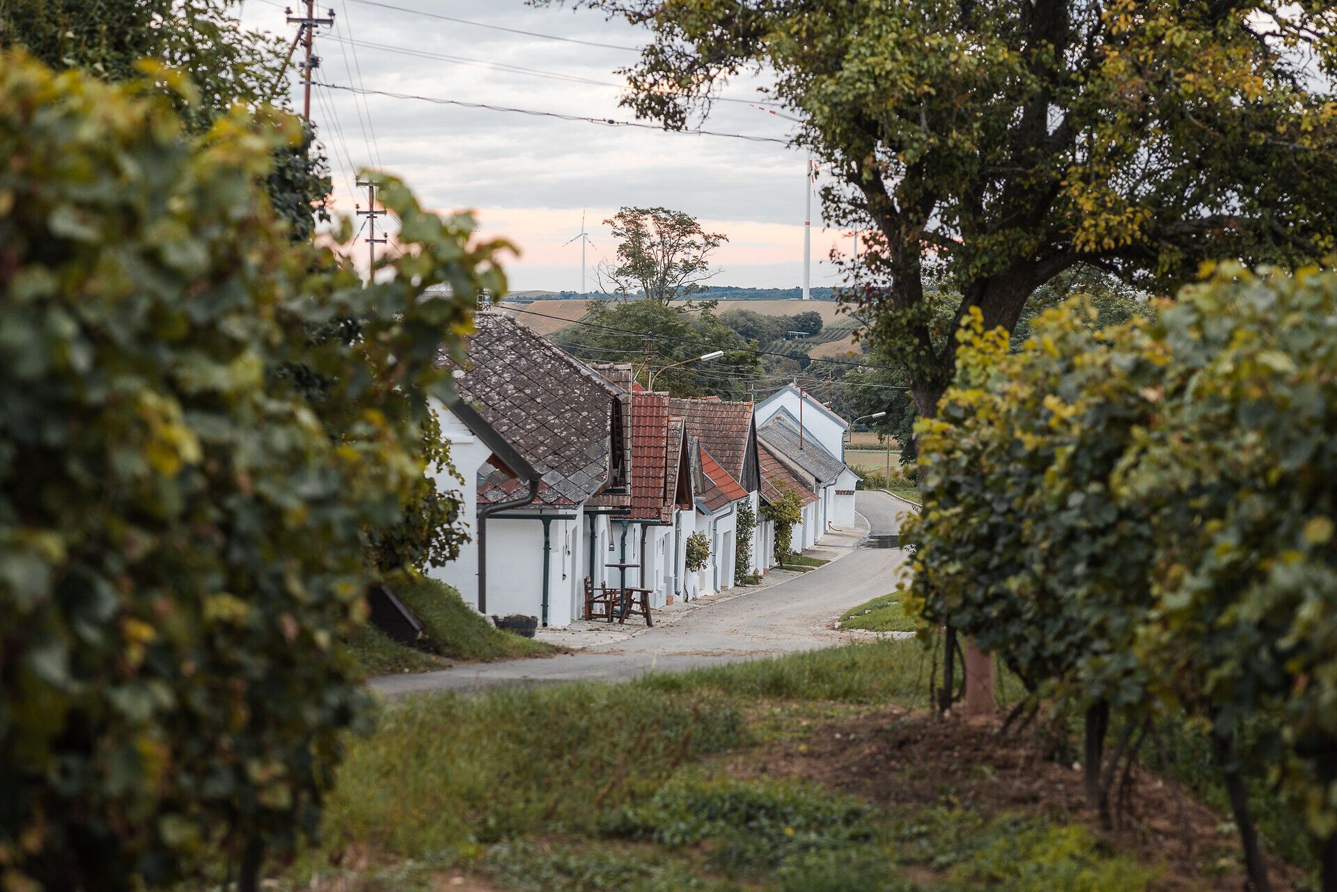 Durch eine Weingartenzeile fällt der Blick auf weiß-gekalkte Presshäuser in einer Kellergasse.