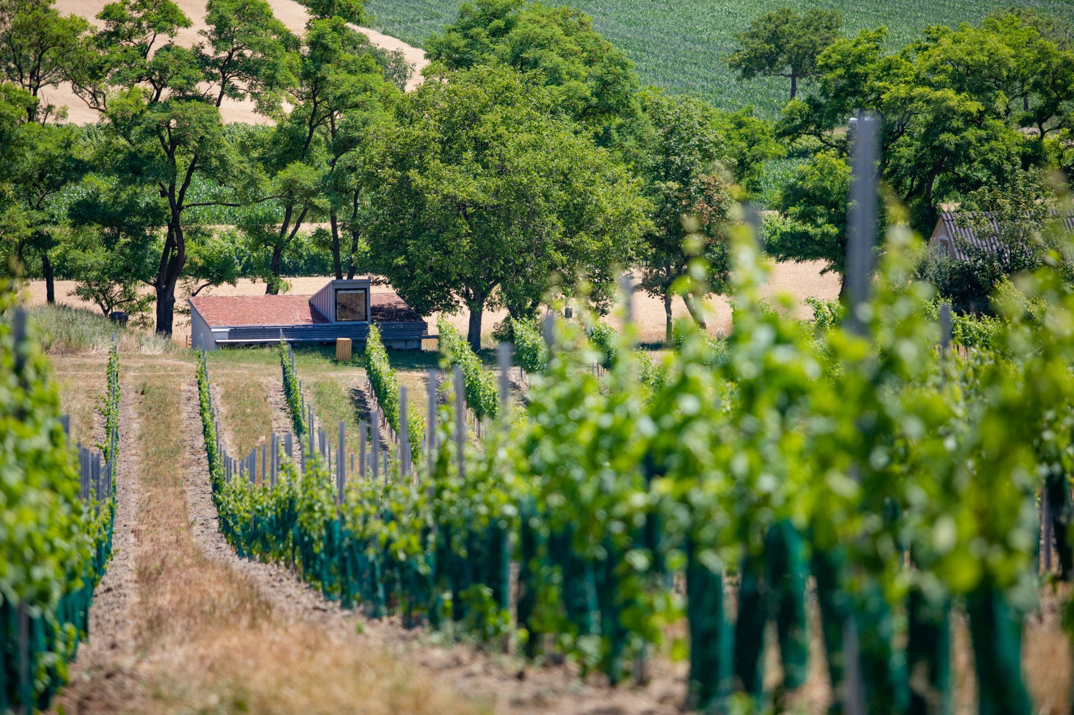 Ein Weingarten schmiegt sich in das sanft-hügelige Landschaftsgefüge des Weinviertels.