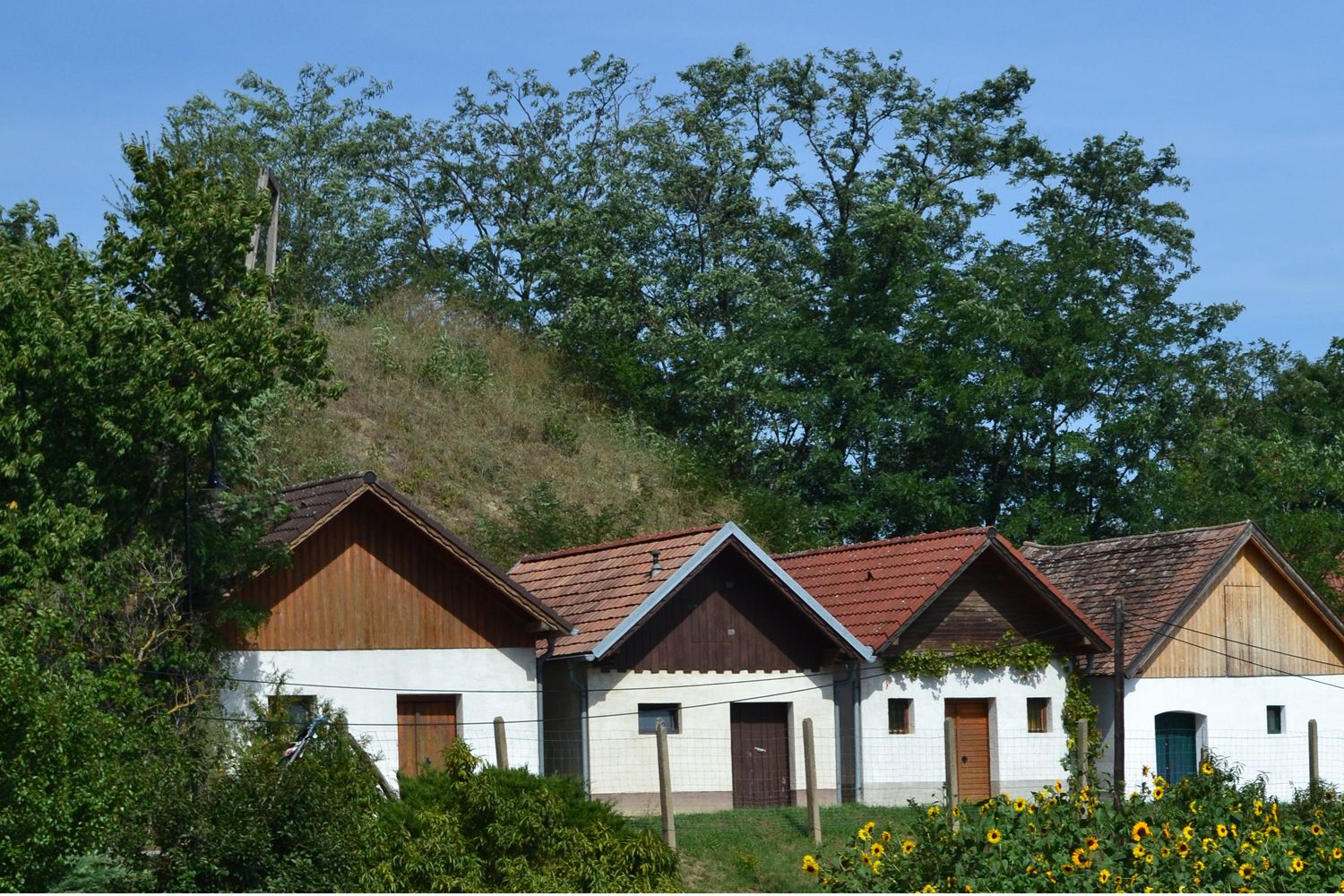 Drei traditionelle Weinkeller mit roten Dächern in einer ländlichen Umgebung, umgeben von Bäumen und Sonnenblumen.