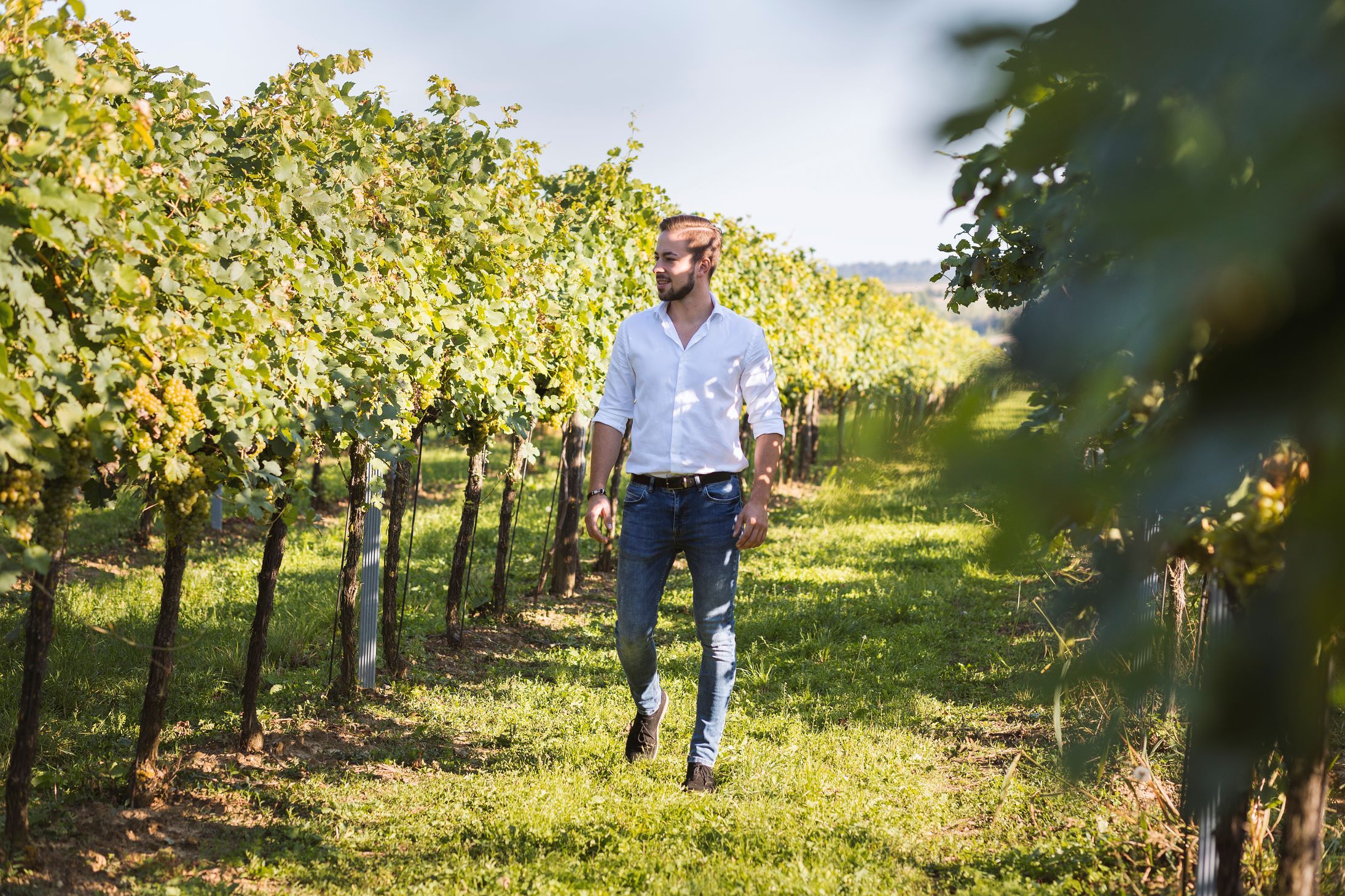 A man in a white shirt and jeans walks through a vineyard.