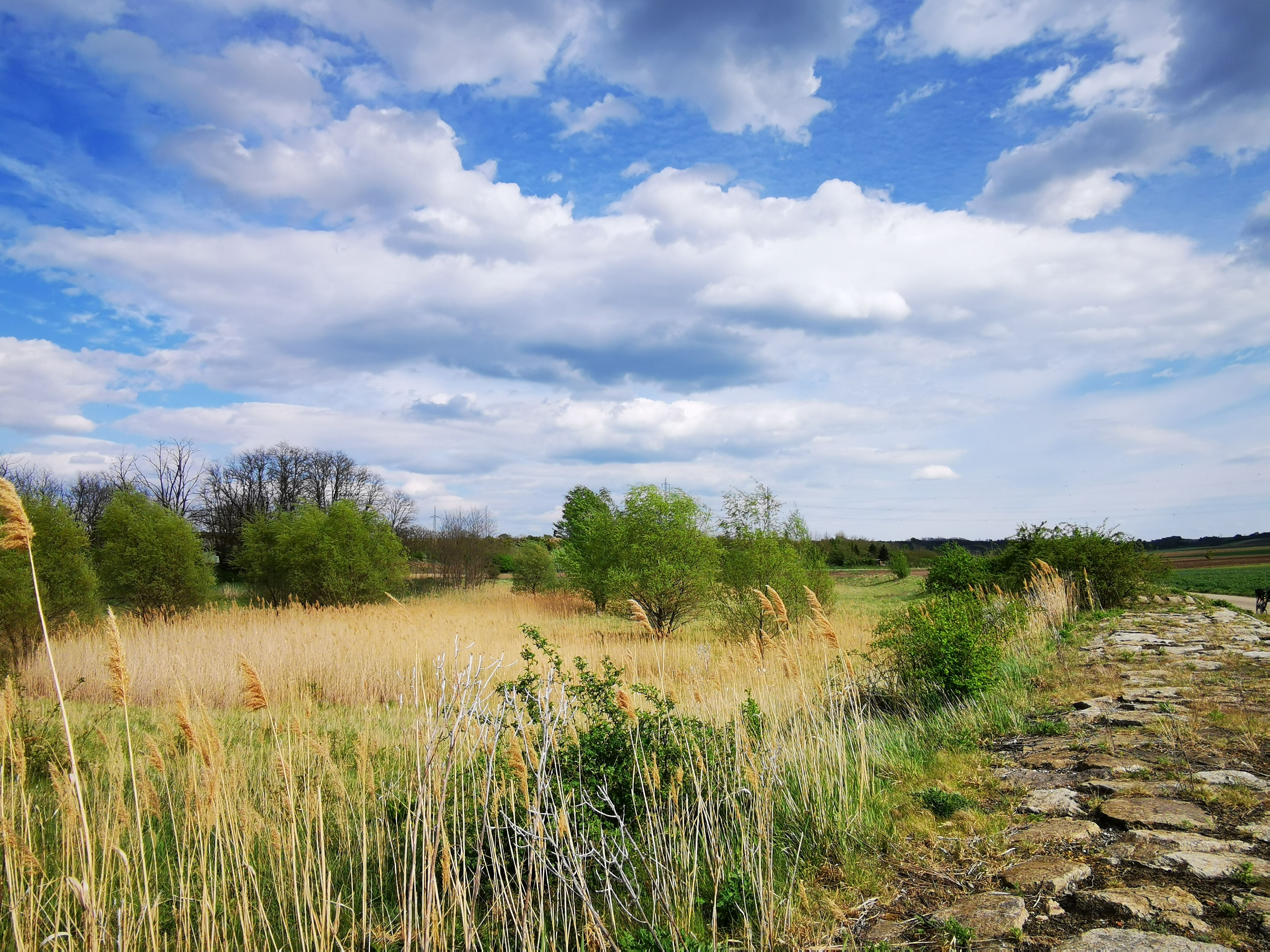 Landschaft mit Schilf, Bäumen und einem steinigen Weg unter bewölktem Himmel.