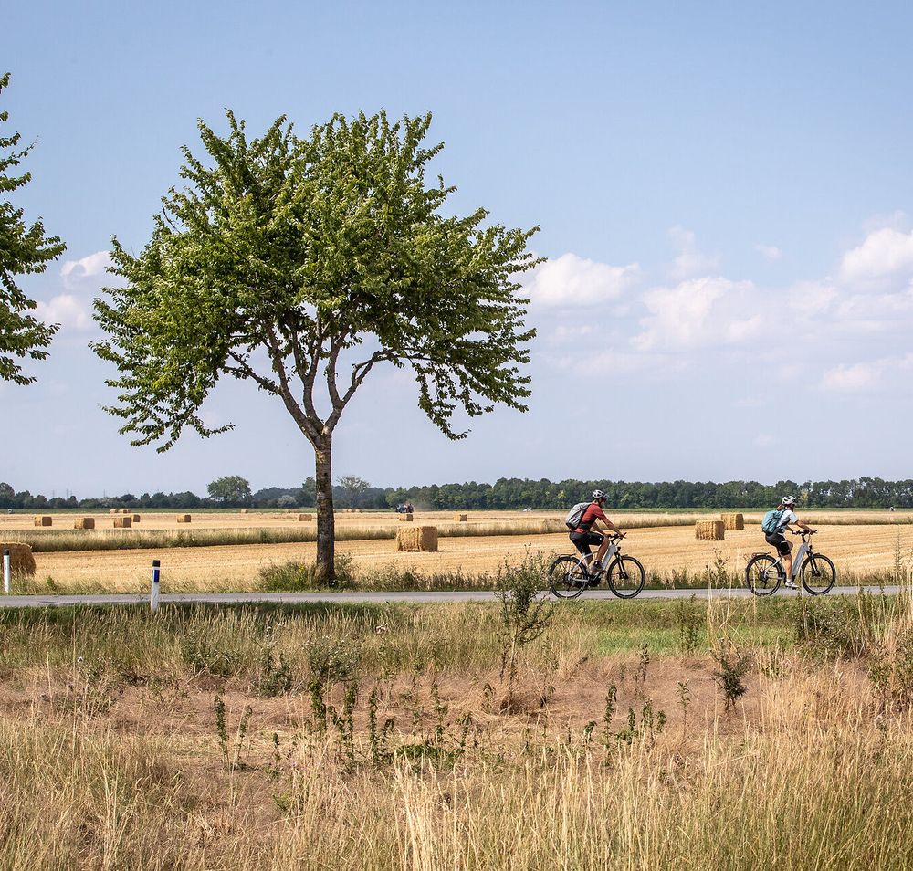 Radfahrer gleiten entspannt entlang des malerischen Weges, umgeben von goldenen Feldern und sanften Hügeln. Die Bäume spenden Schatten und laden dazu ein, eine kurze Pause einzulegen und die friedliche Landschaft zu genießen.