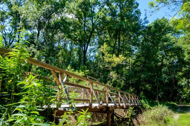 Holzbrücke in einem Waldgebiet mit üppigem Grün und klarem Himmel.