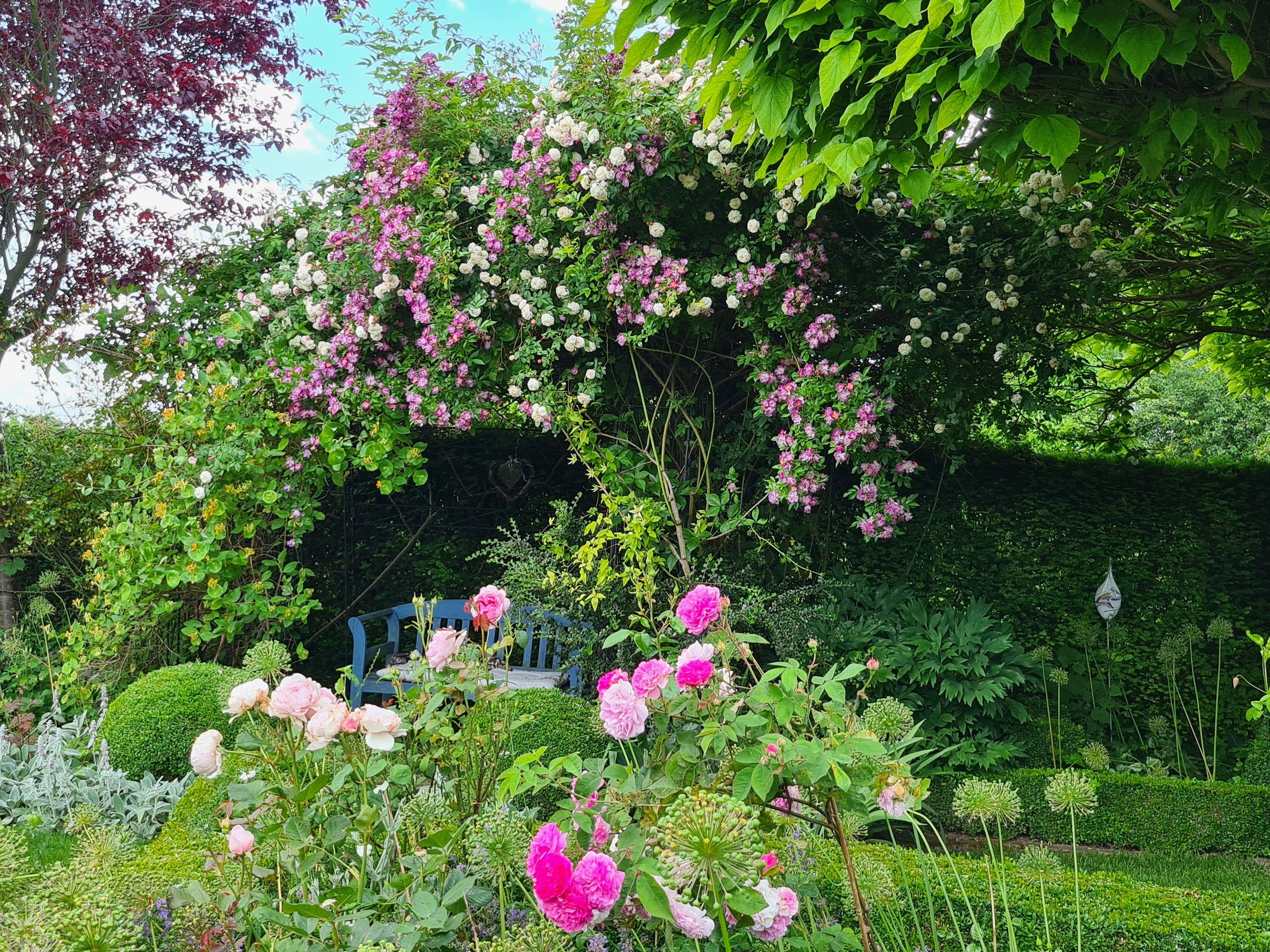 Ein üppiger Garten mit einer Rosenlaube und einer blauen Bank darunter.
