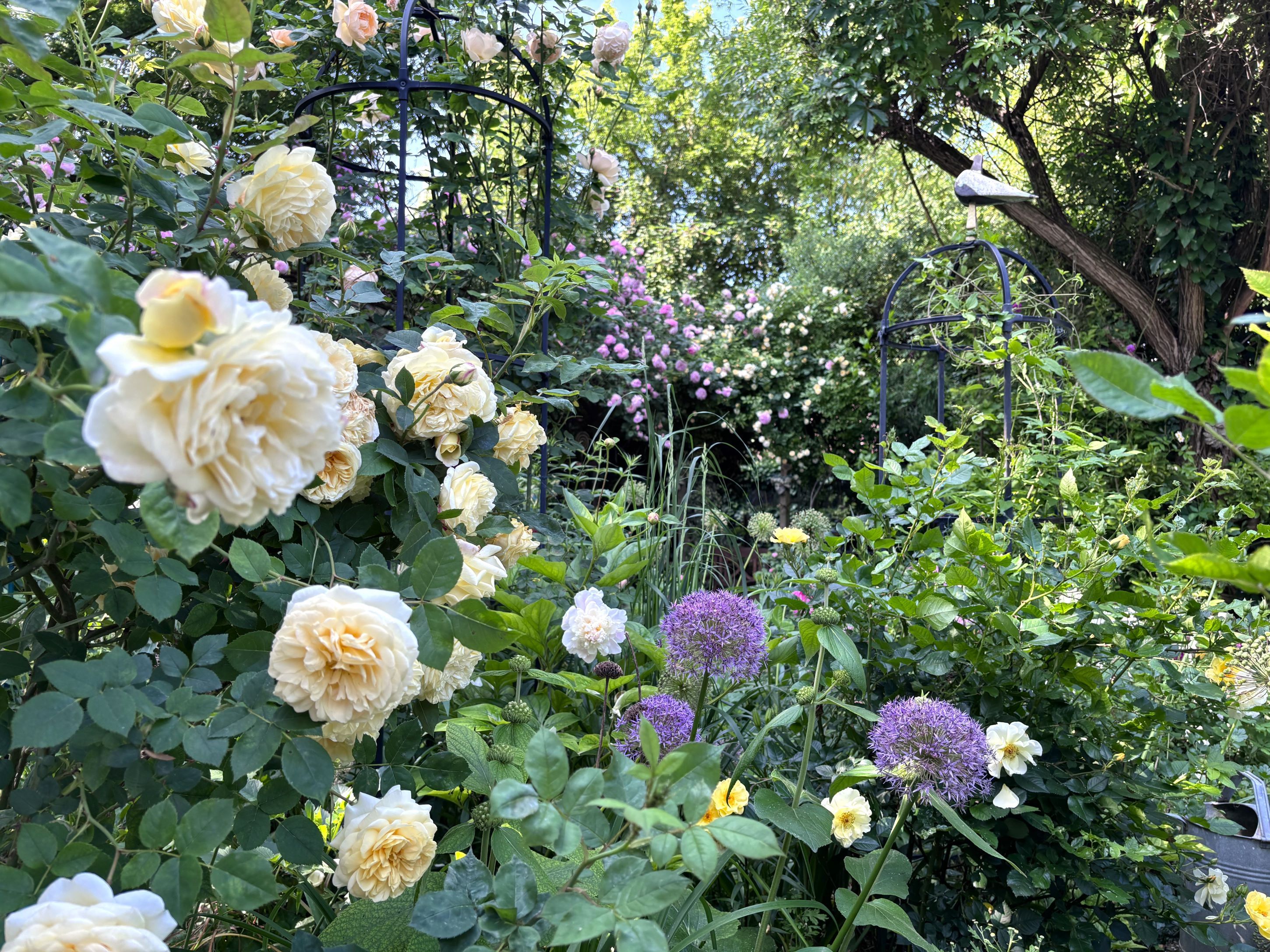 Ein blühender Cottage-Garten mit gelben Rosen und lila Zierlauch, umgeben von üppigem Grün.