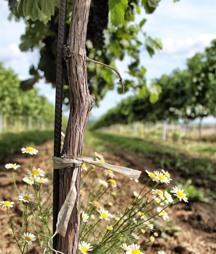 Weinrebe mit Kamille im Vordergrund, Weinberg im Hintergrund.